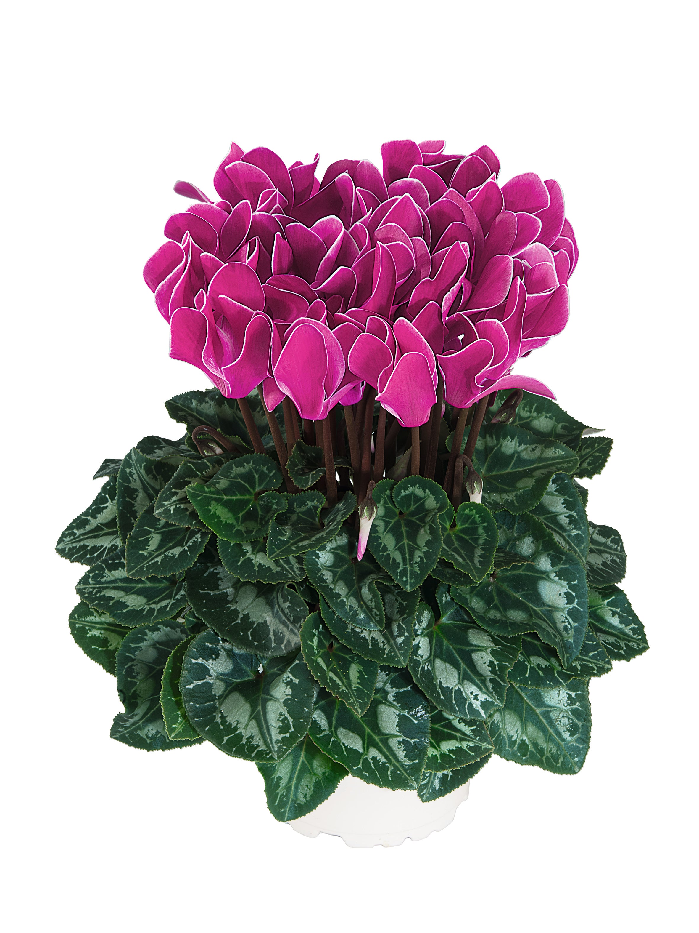 Midi+® Dark flamed mix