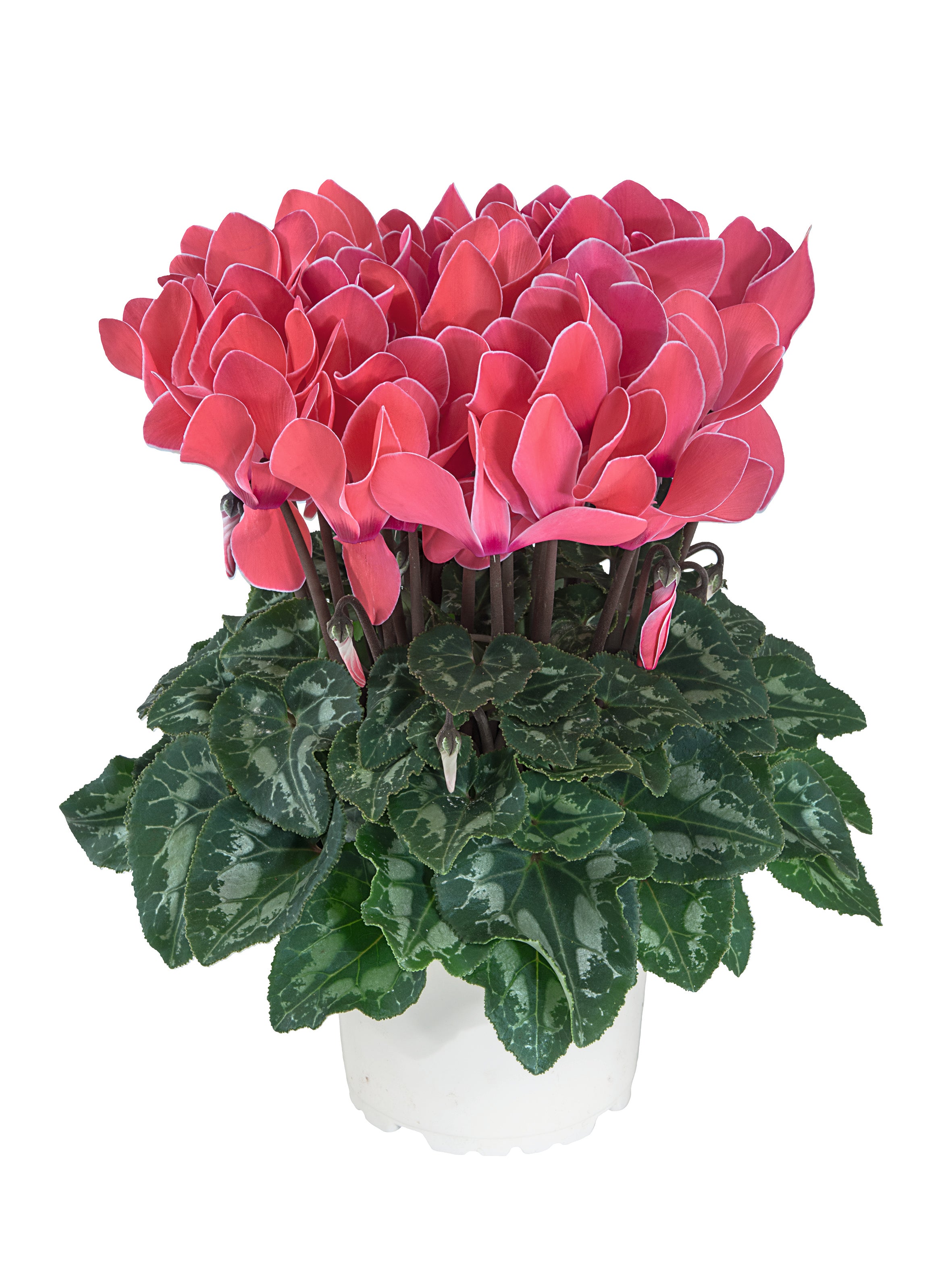 Midi+® Dark flamed mix