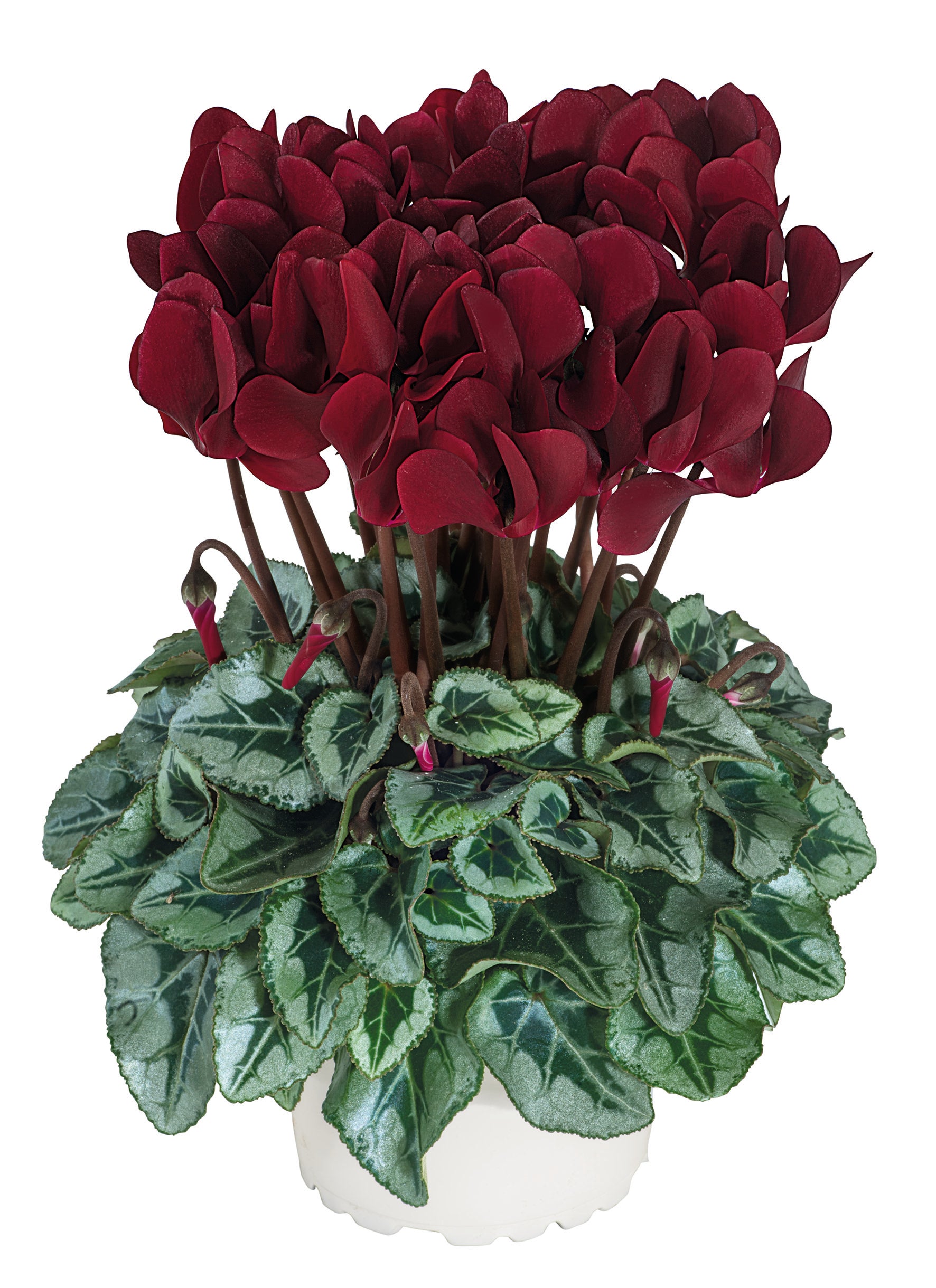 TUXEDO® Deep magenta