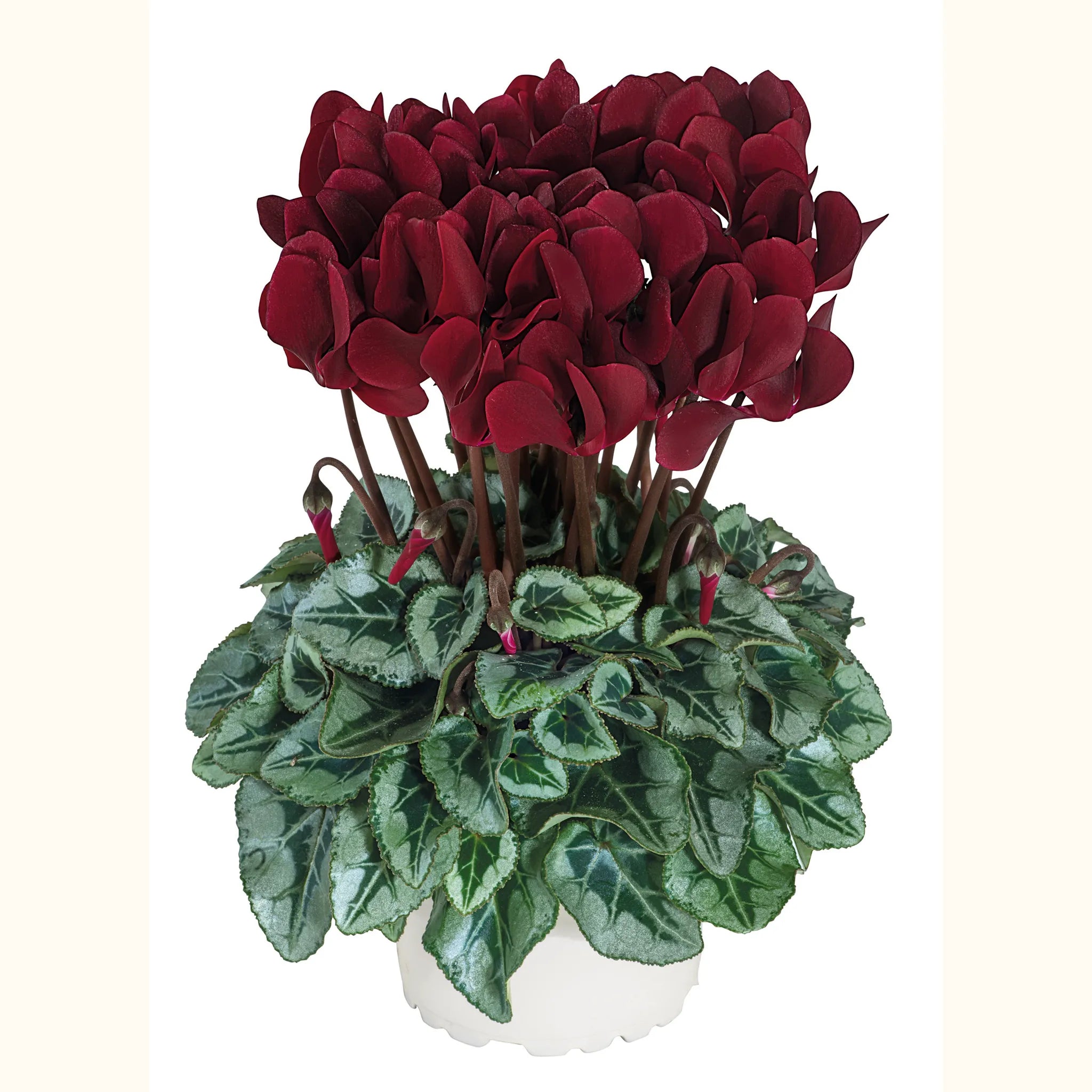 Deep magenta TUXEDO®