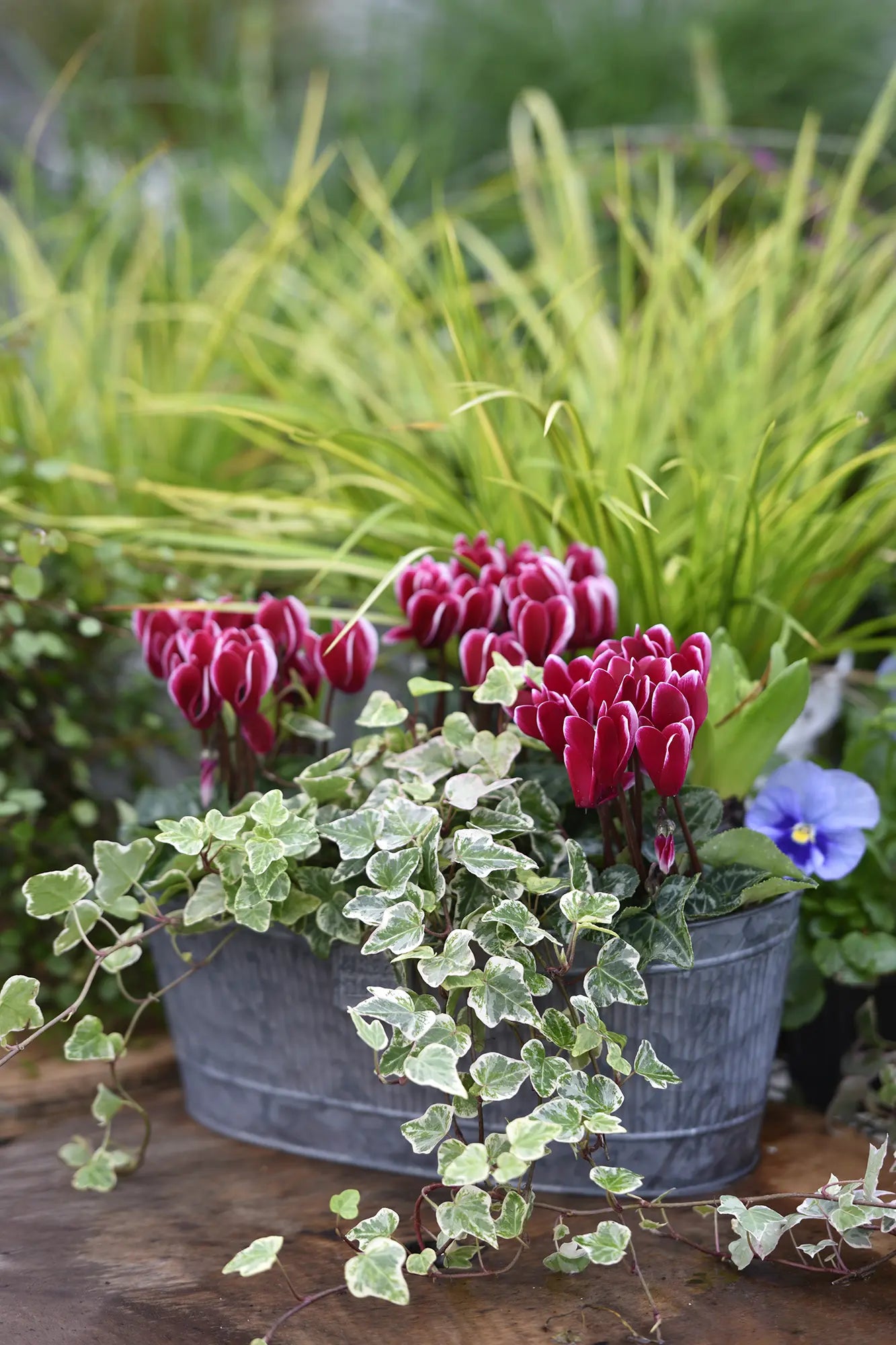 SMARTIZ® FANTASIA® Red