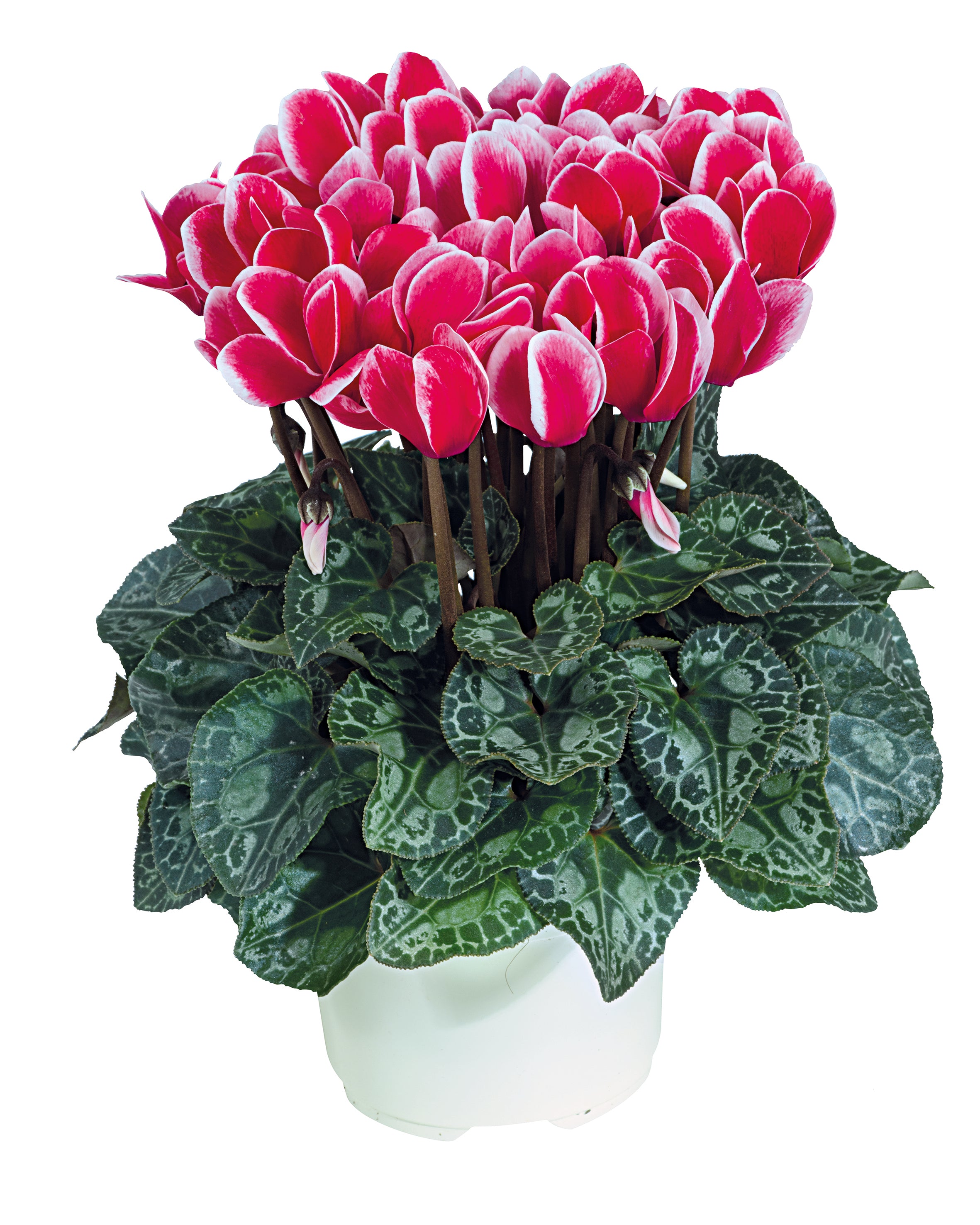 SMARTIZ® FANTASIA® Red