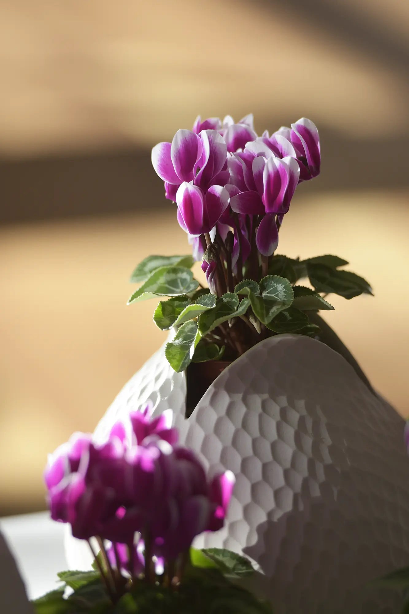 SMARTIZ® FANTASIA® Rose