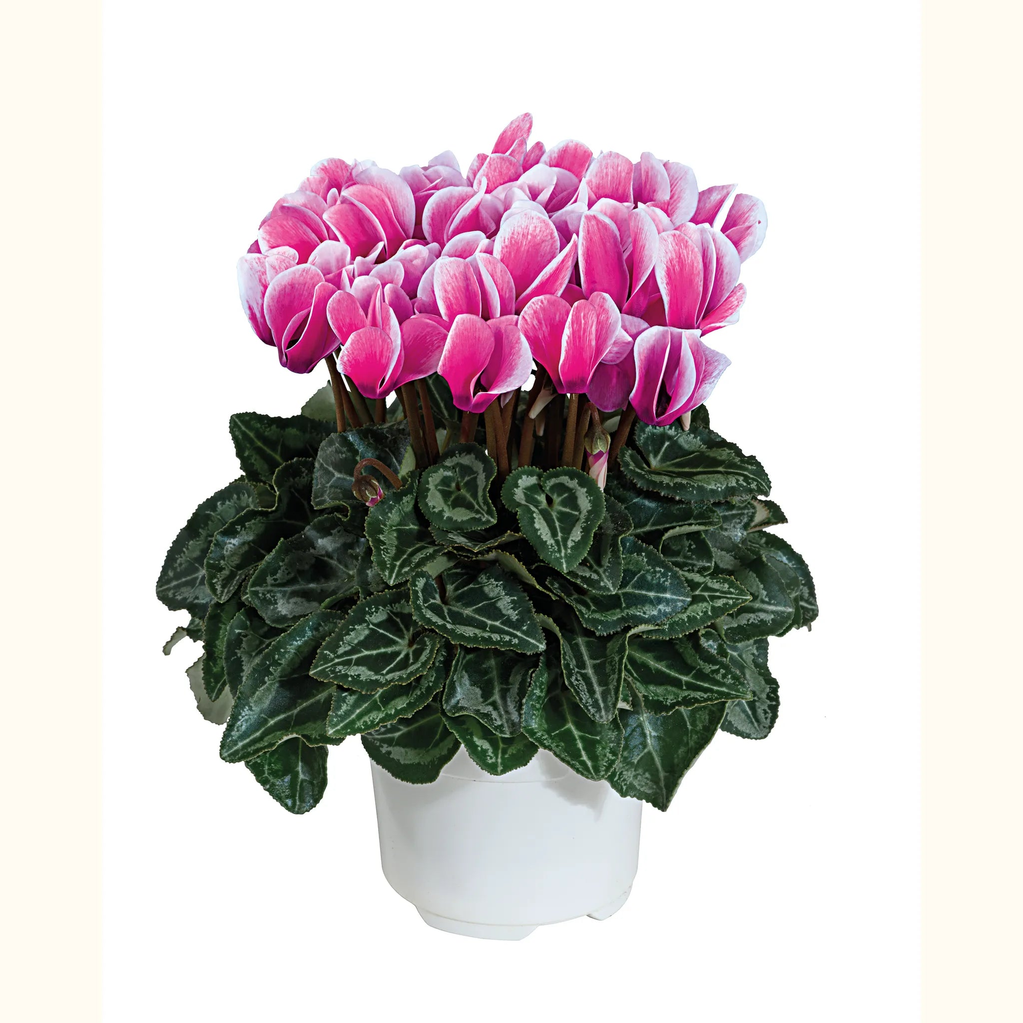 Smartiz® FANTASIA® Rose