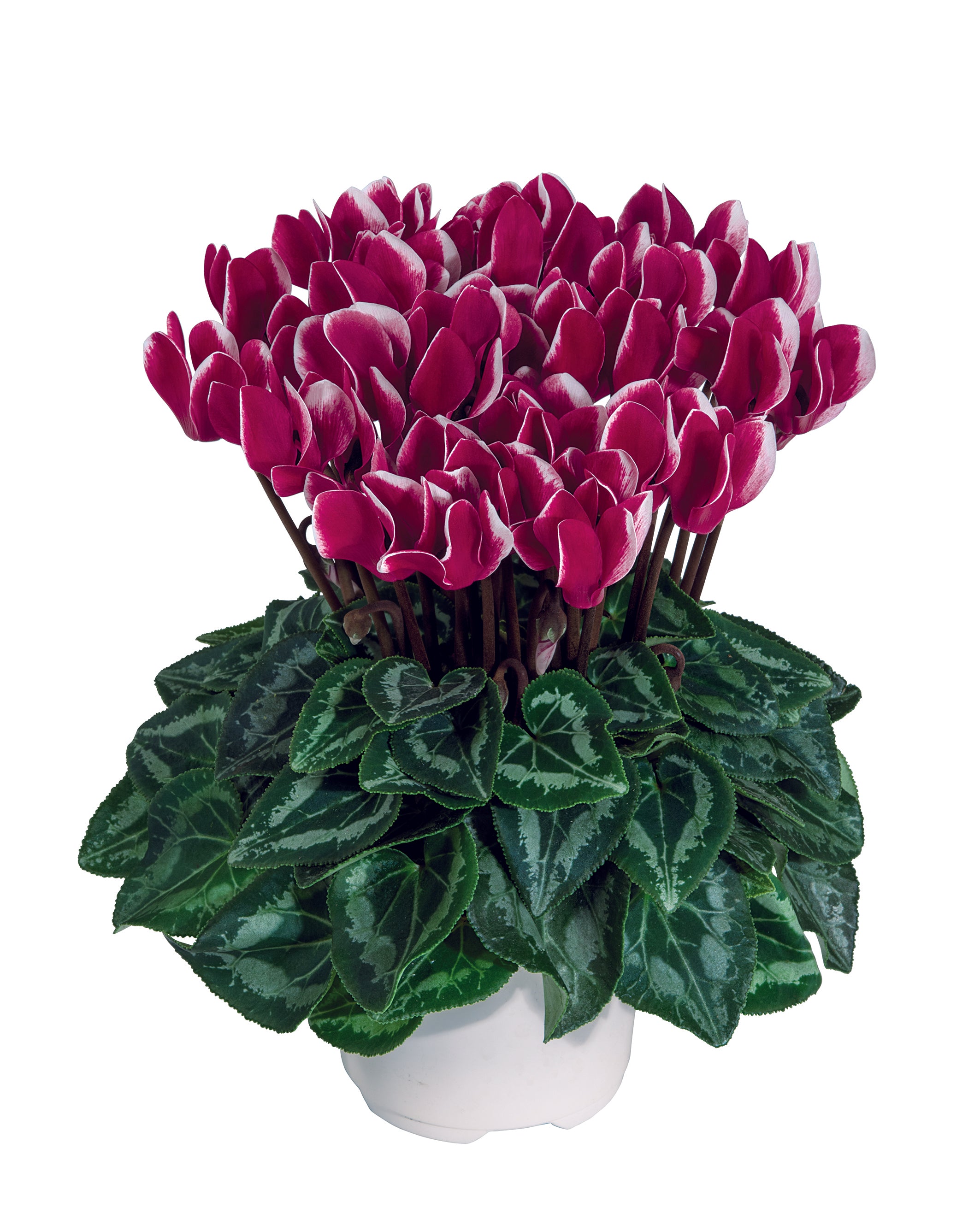 SMARTIZ® FANTASIA® Deep magenta
