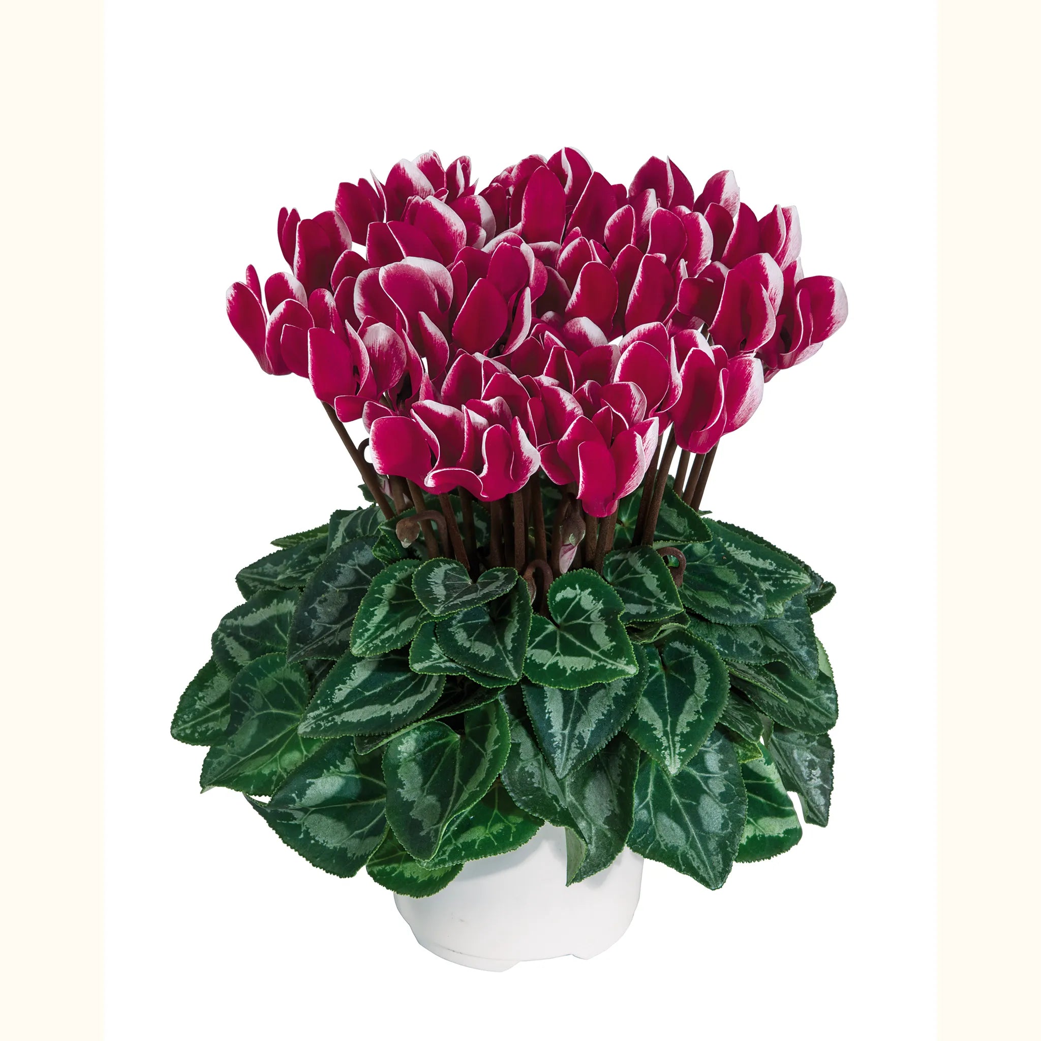 Smartiz® FANTASIA® Deep magenta