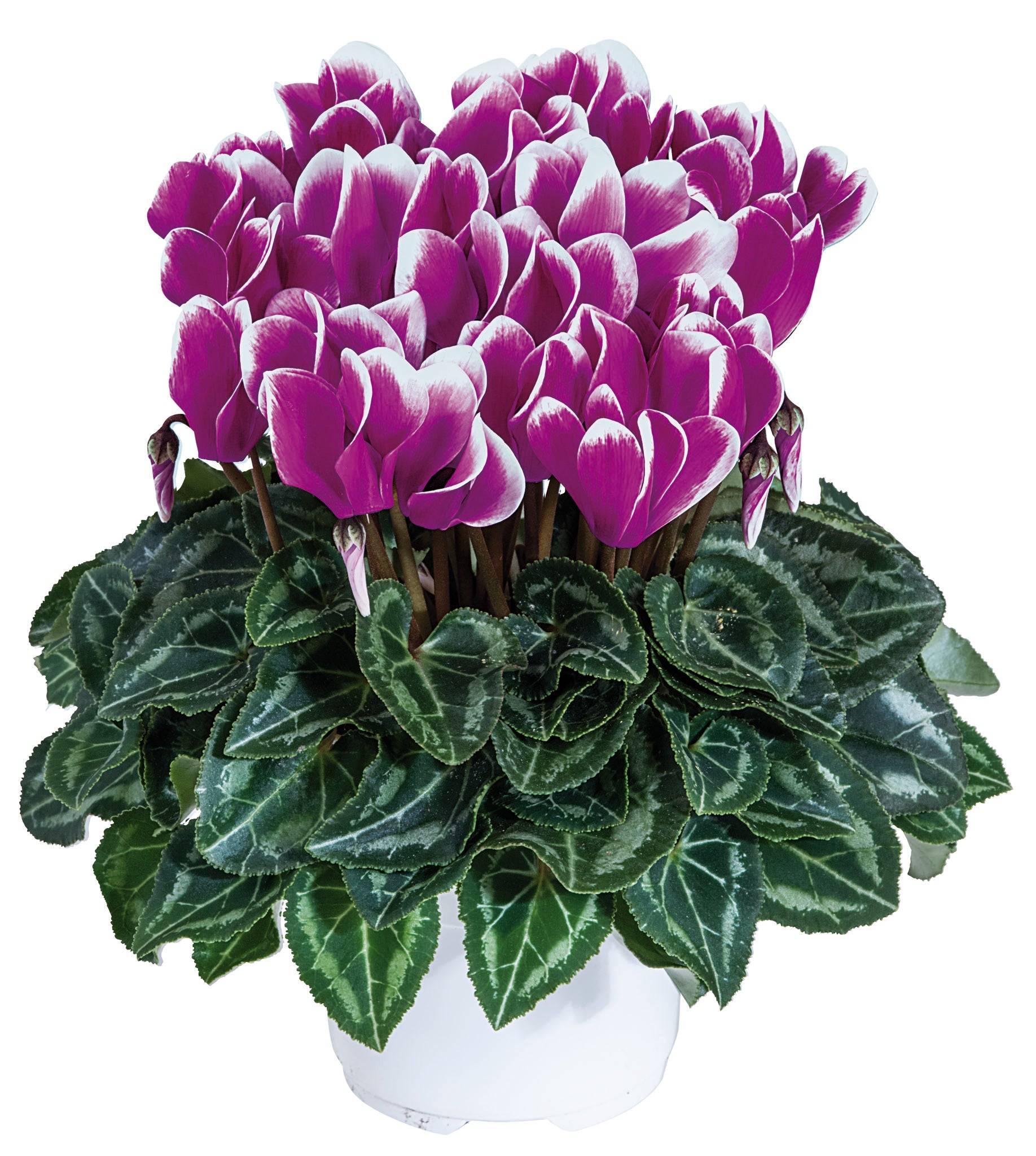 Smartiz® FANTASIA® Purple