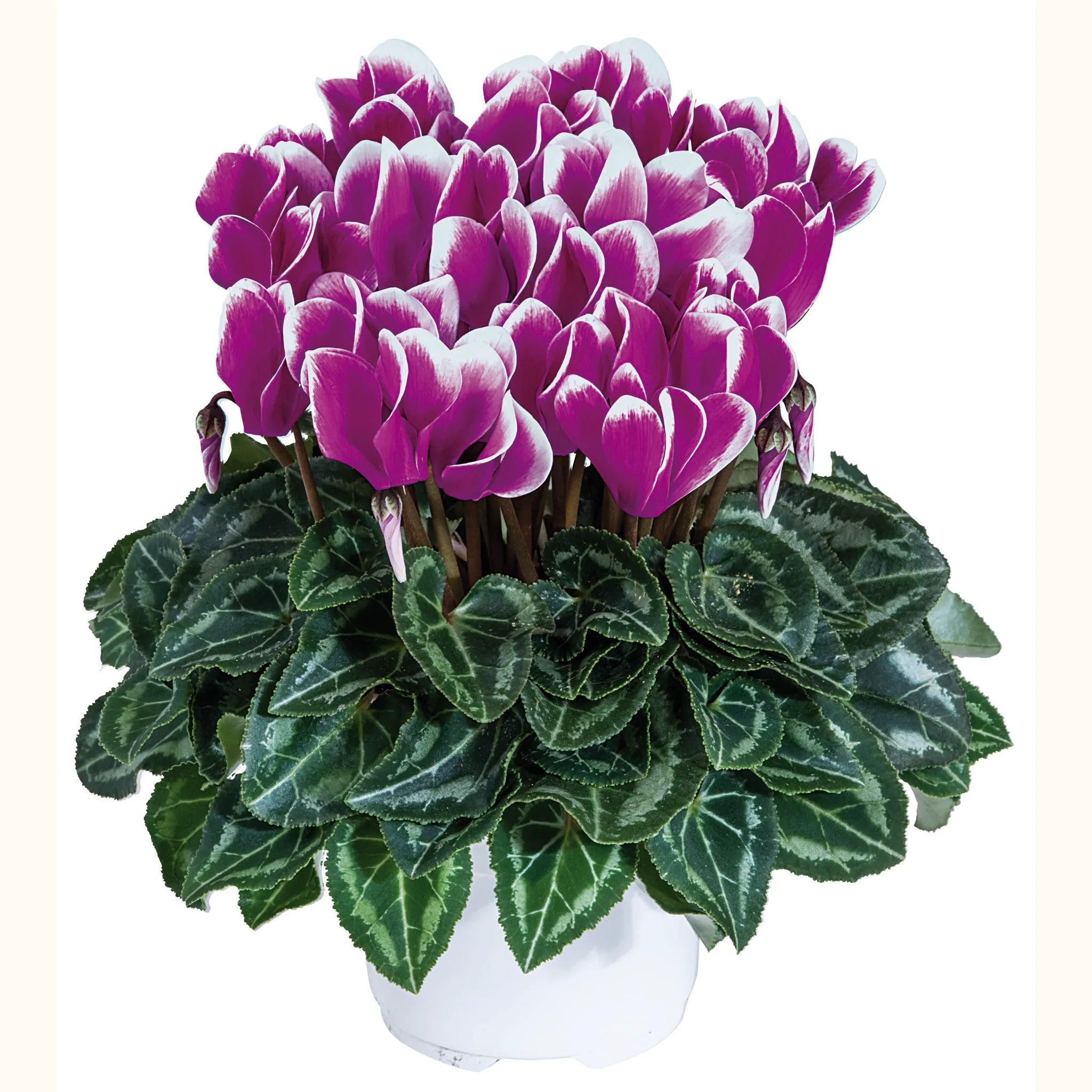 Smartiz® FANTASIA® Purple