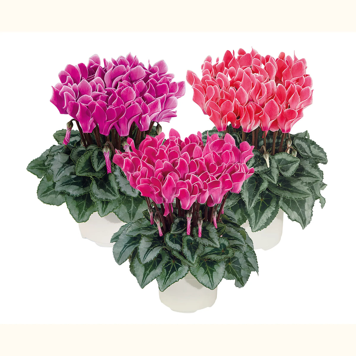 BISOUS® mix