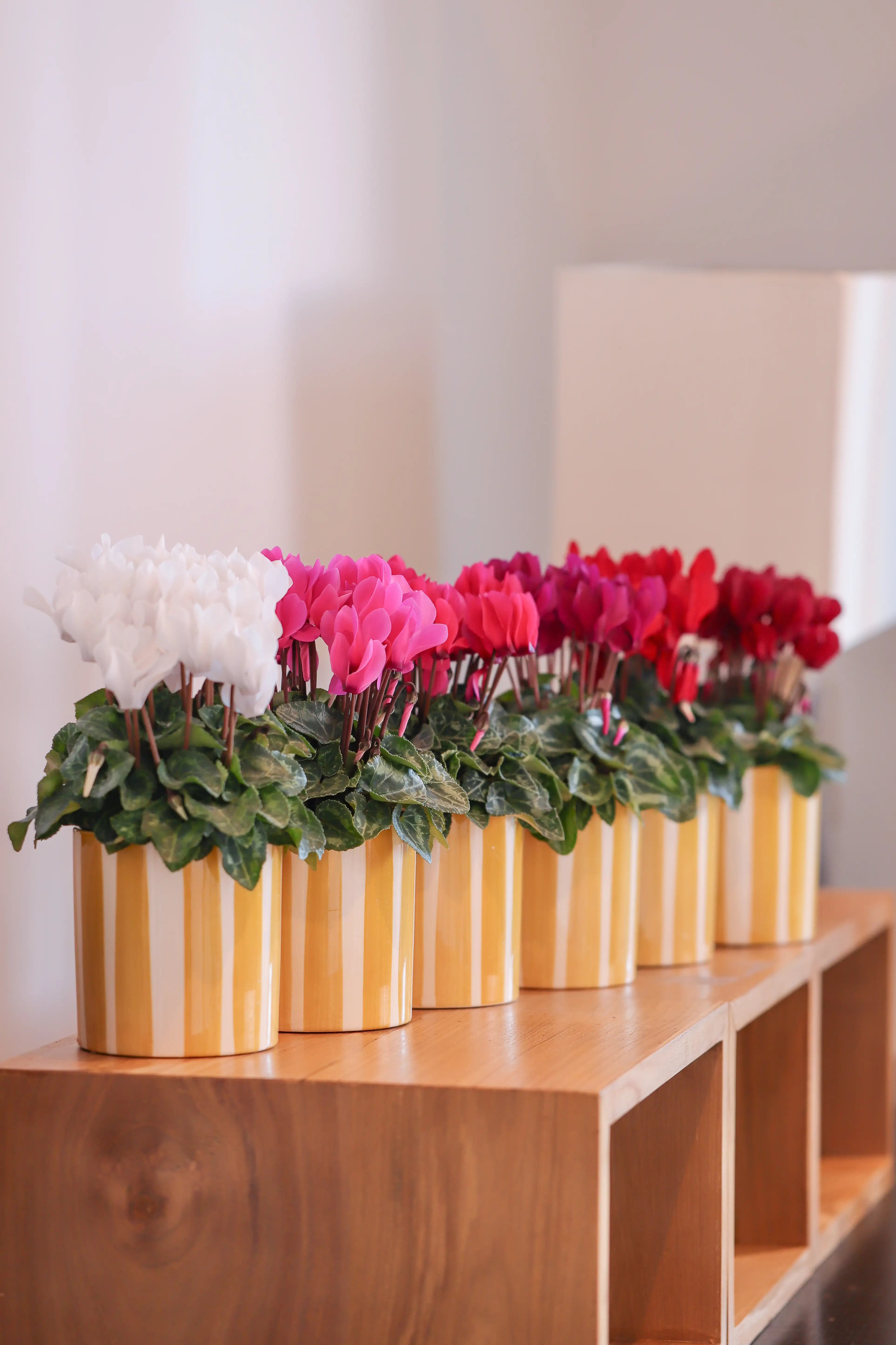 MACARON® Persian rose