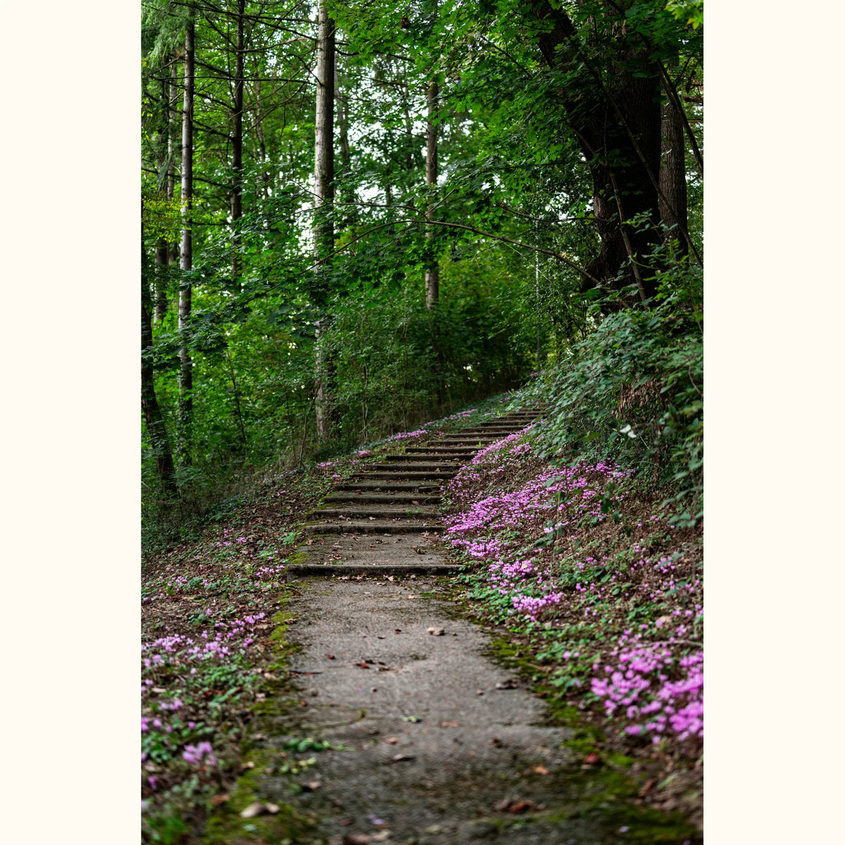 CYCL_botanical_landscape_01_@andreas-brun.jpg