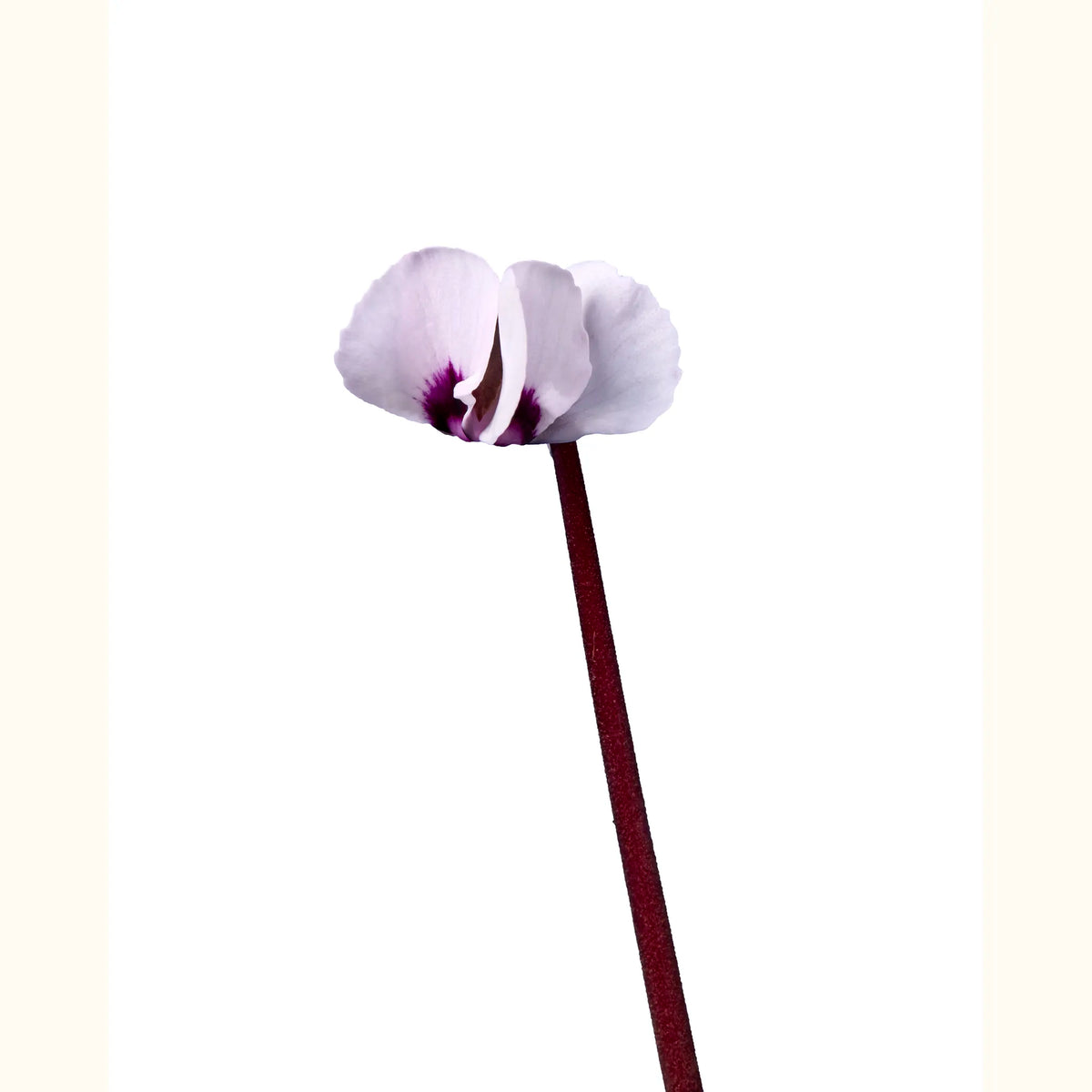 CYCL_coum_blanc_gris_img_flow_01.tif