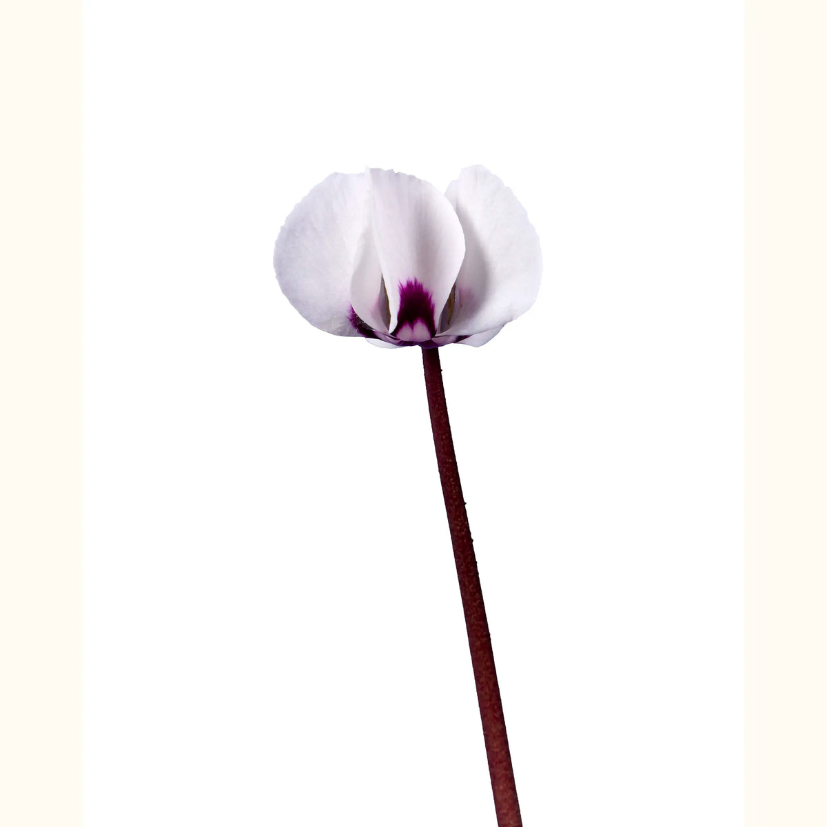 CYCL_coum_blanc_marbre_img_flow_01.tif