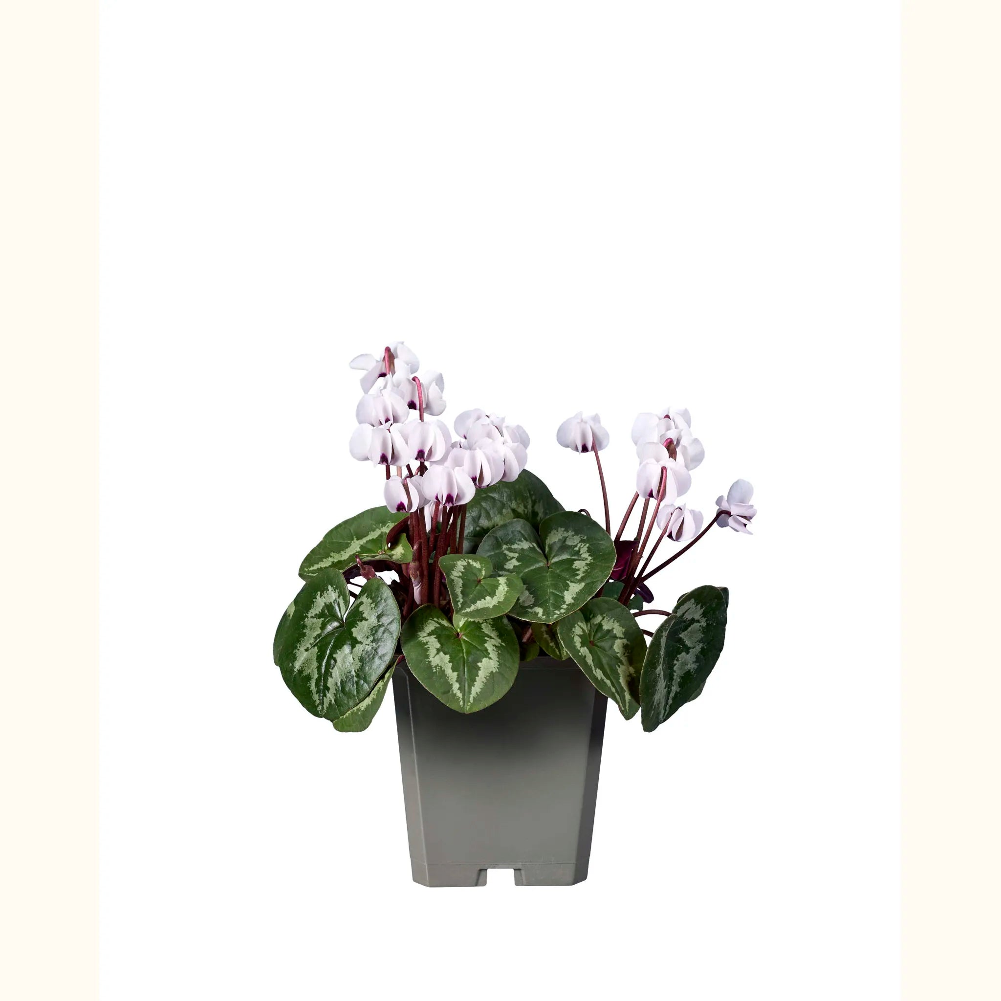 Cyclamen coum