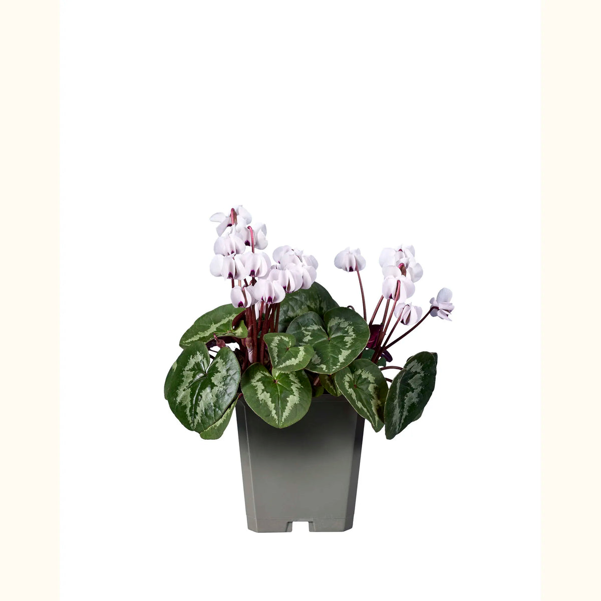 Cyclamen coum