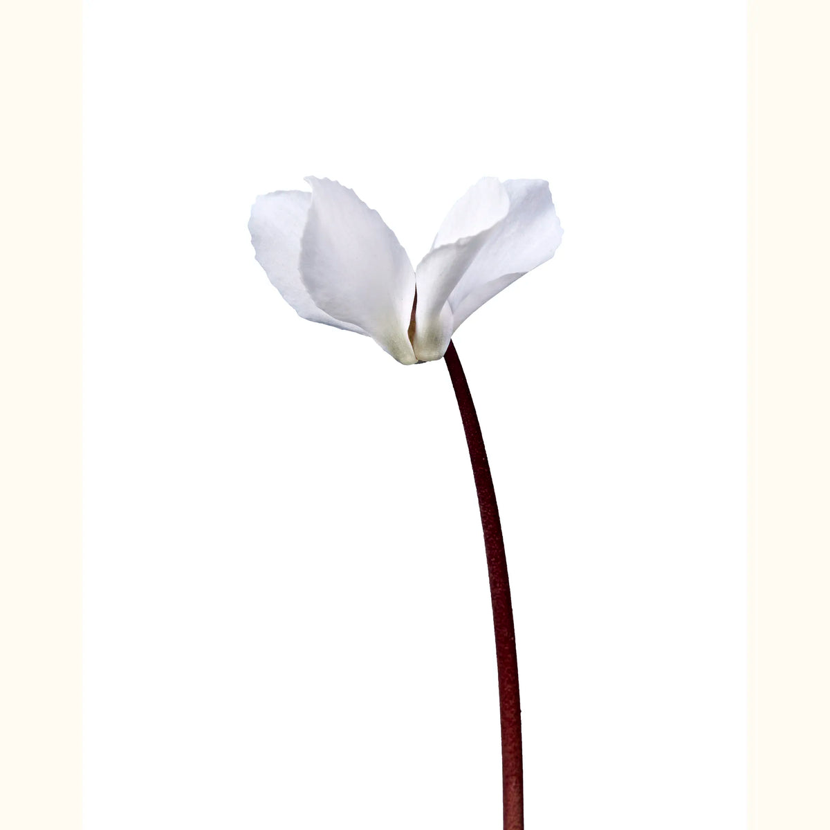 CYCL_coum_blanc_vert_img_flow_01.tif