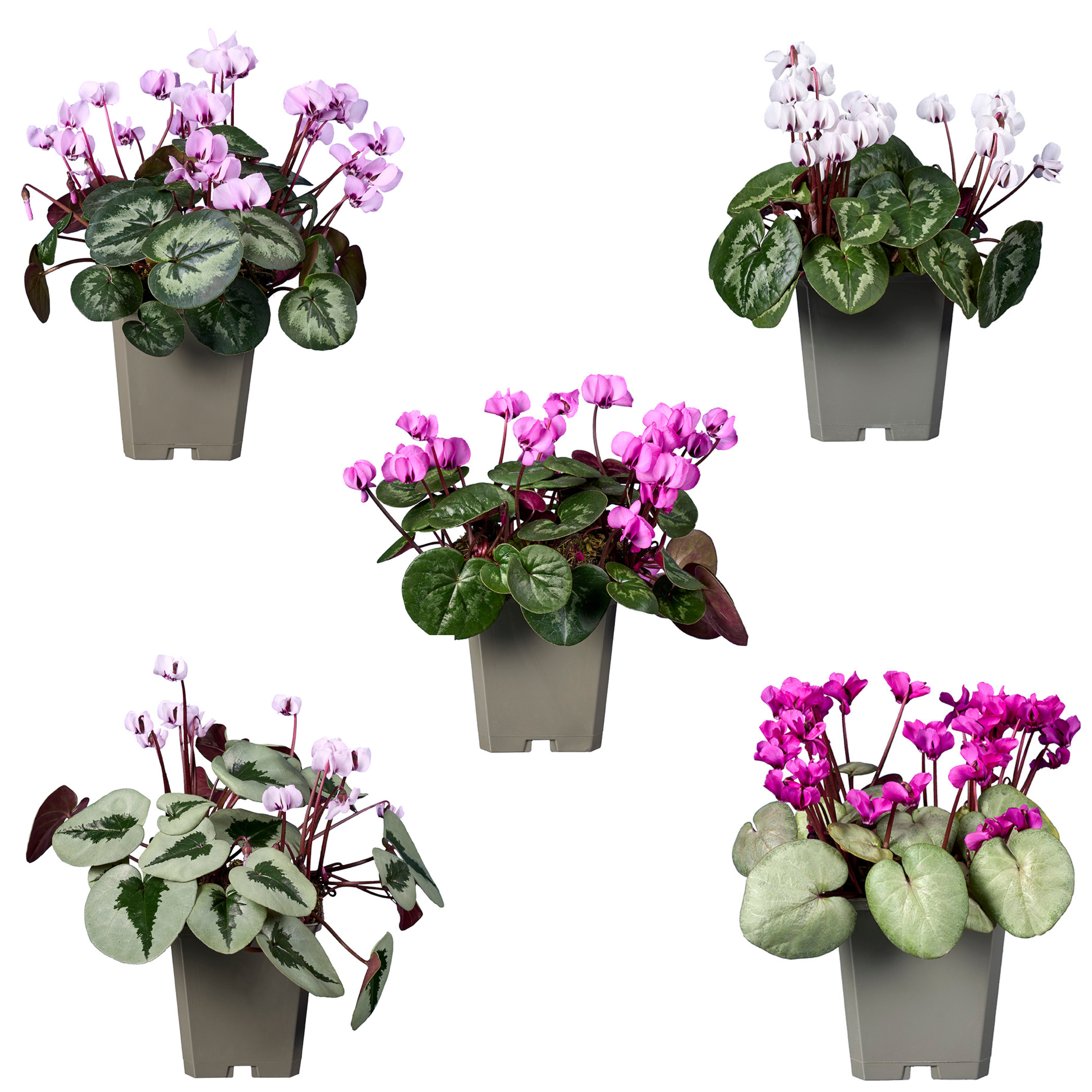 Cyclamen coum