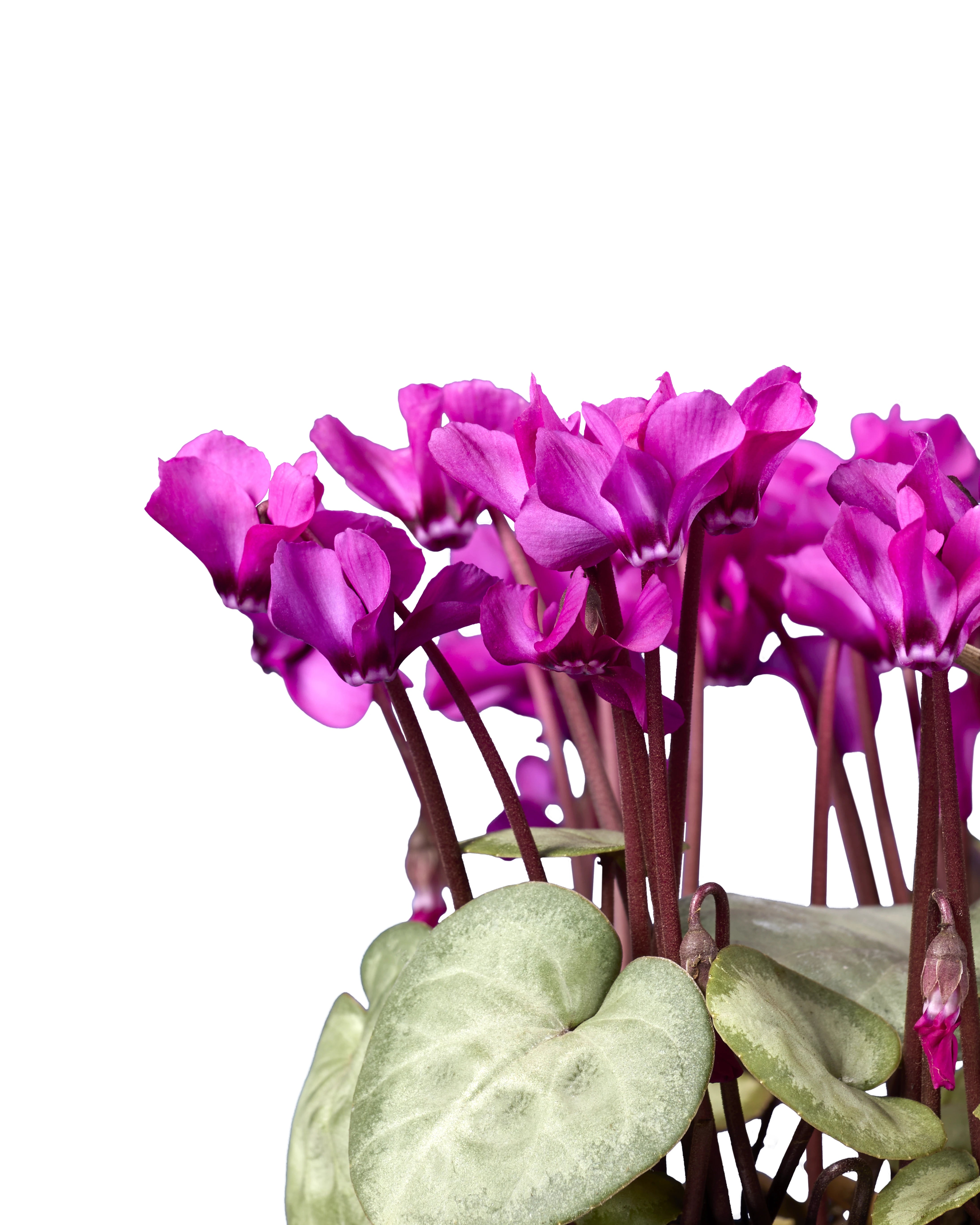 KOUMY® Dark pink silverleaf