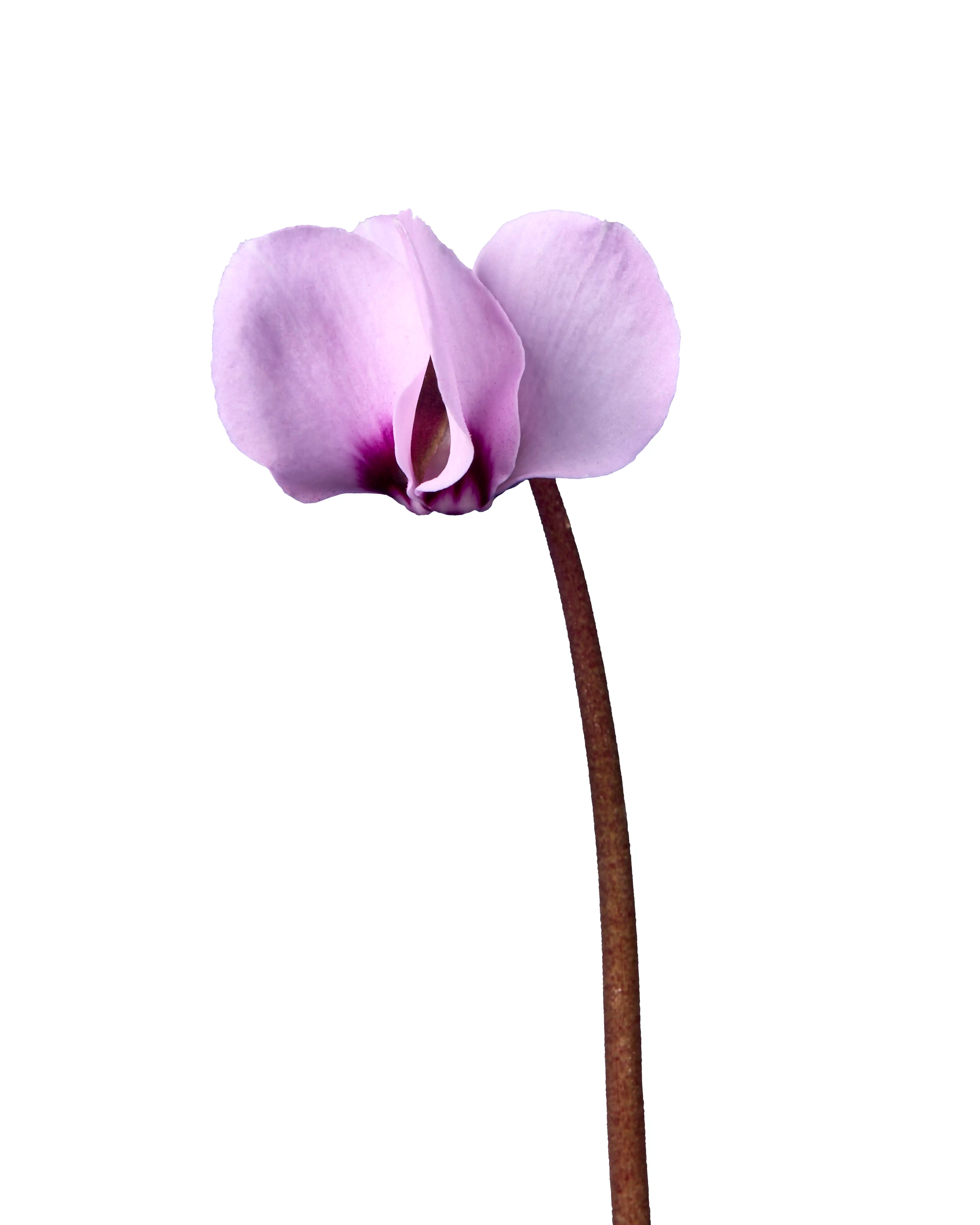 KOUMY® Light pink marbled leaf exp.