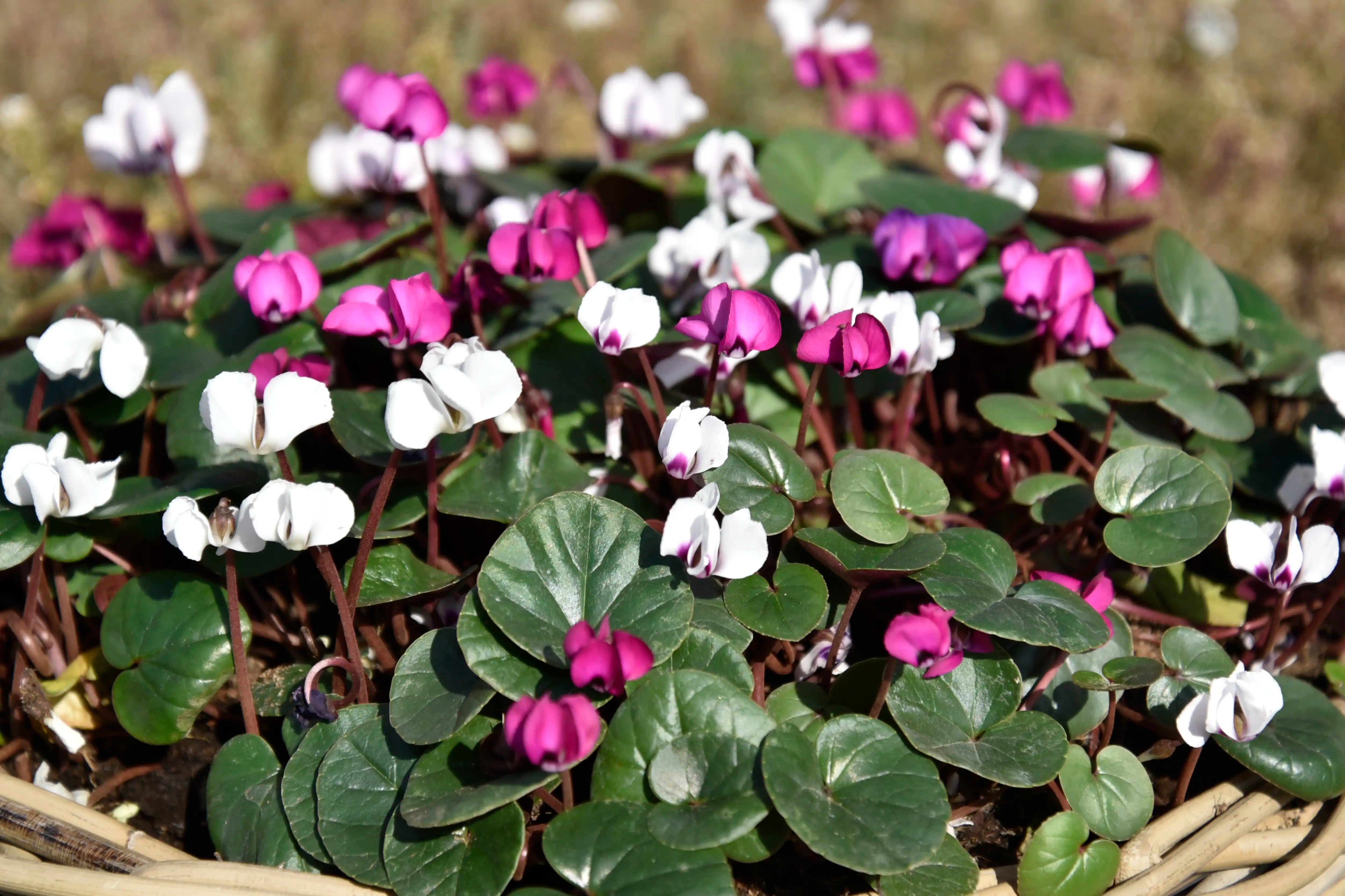 KOUMY® White green leaf