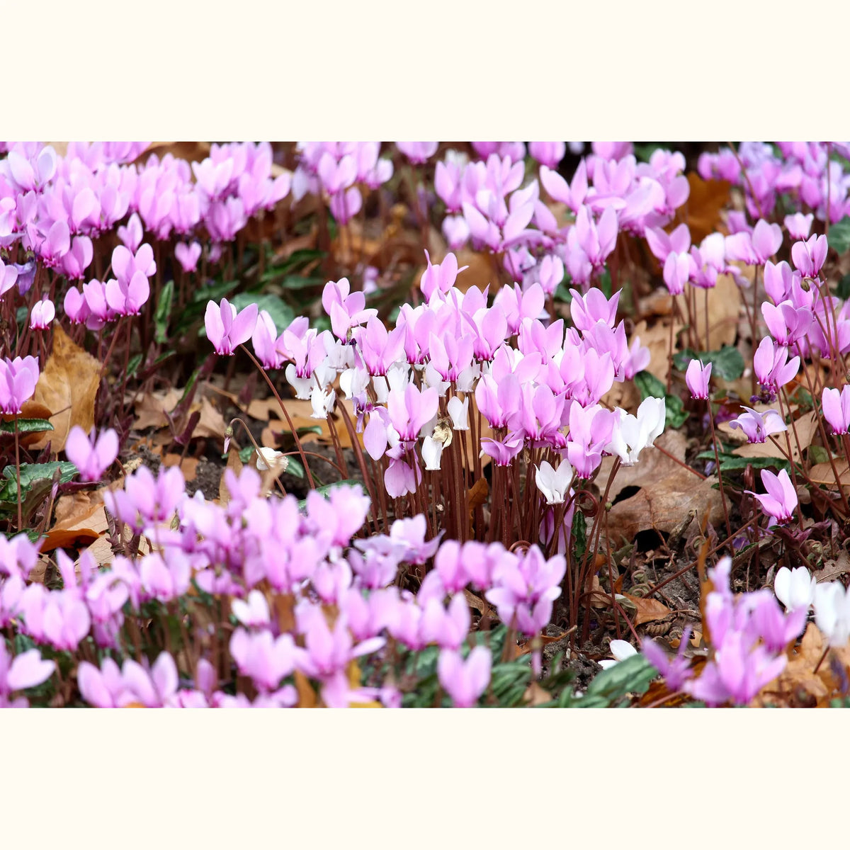 CYCL_hederifolium_landscape_03.png