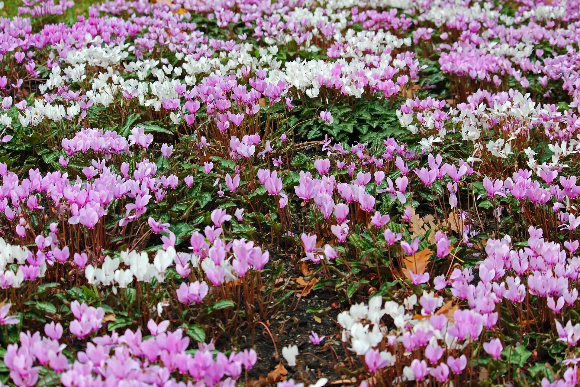 LIFY® Pink classic leaf