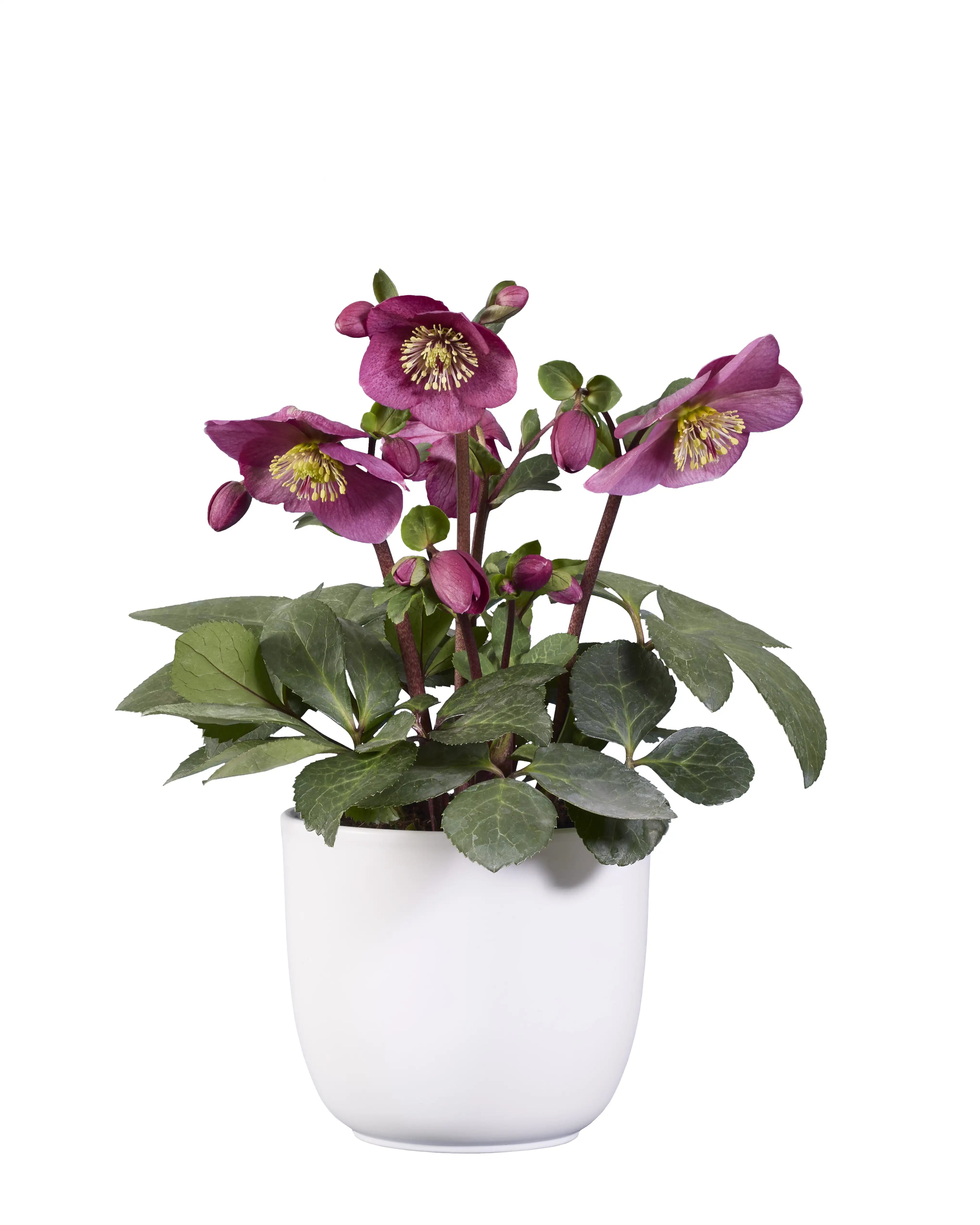 BLØØMA® Red Hybrid