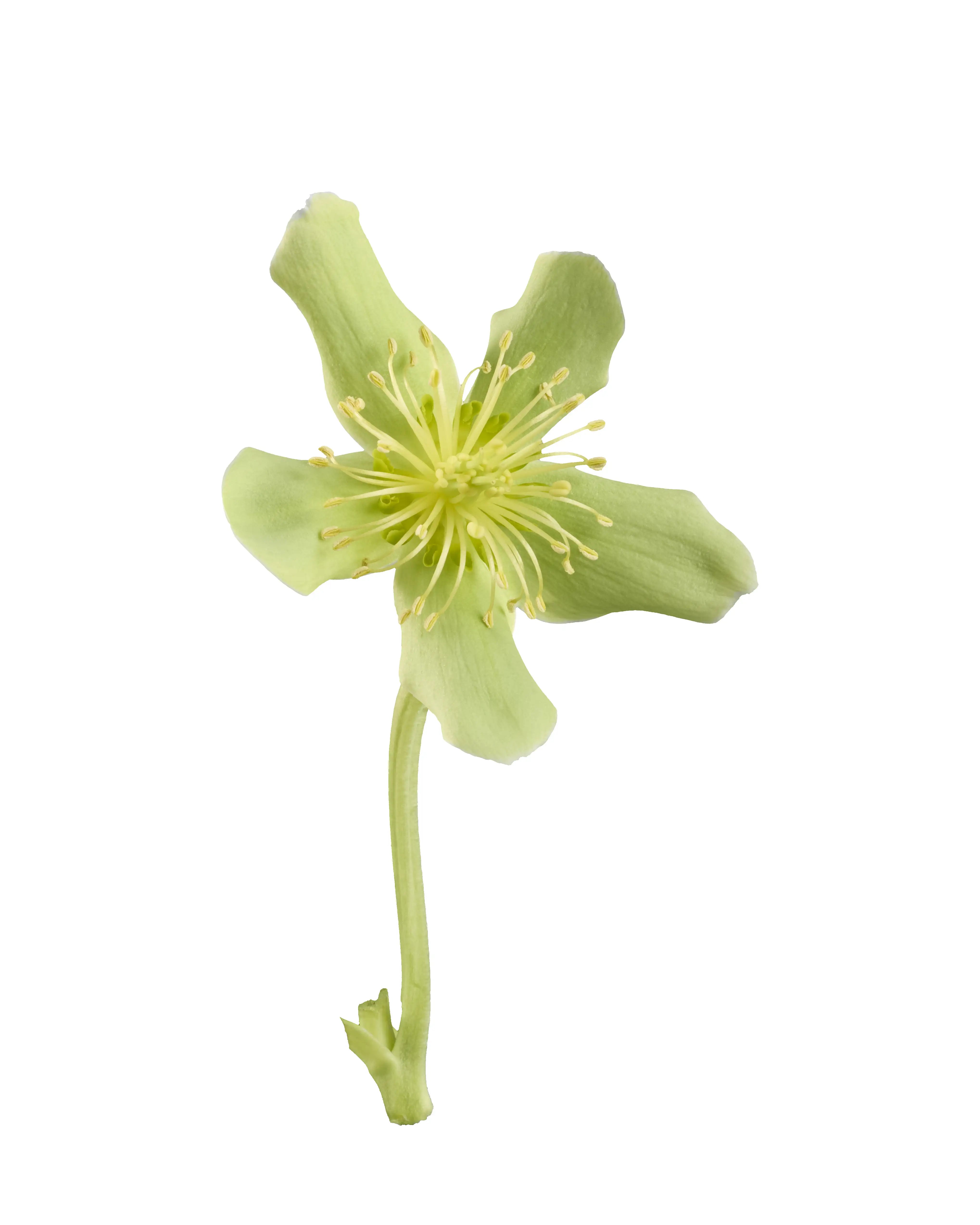 Helleborus argutifolius Silver Lace
