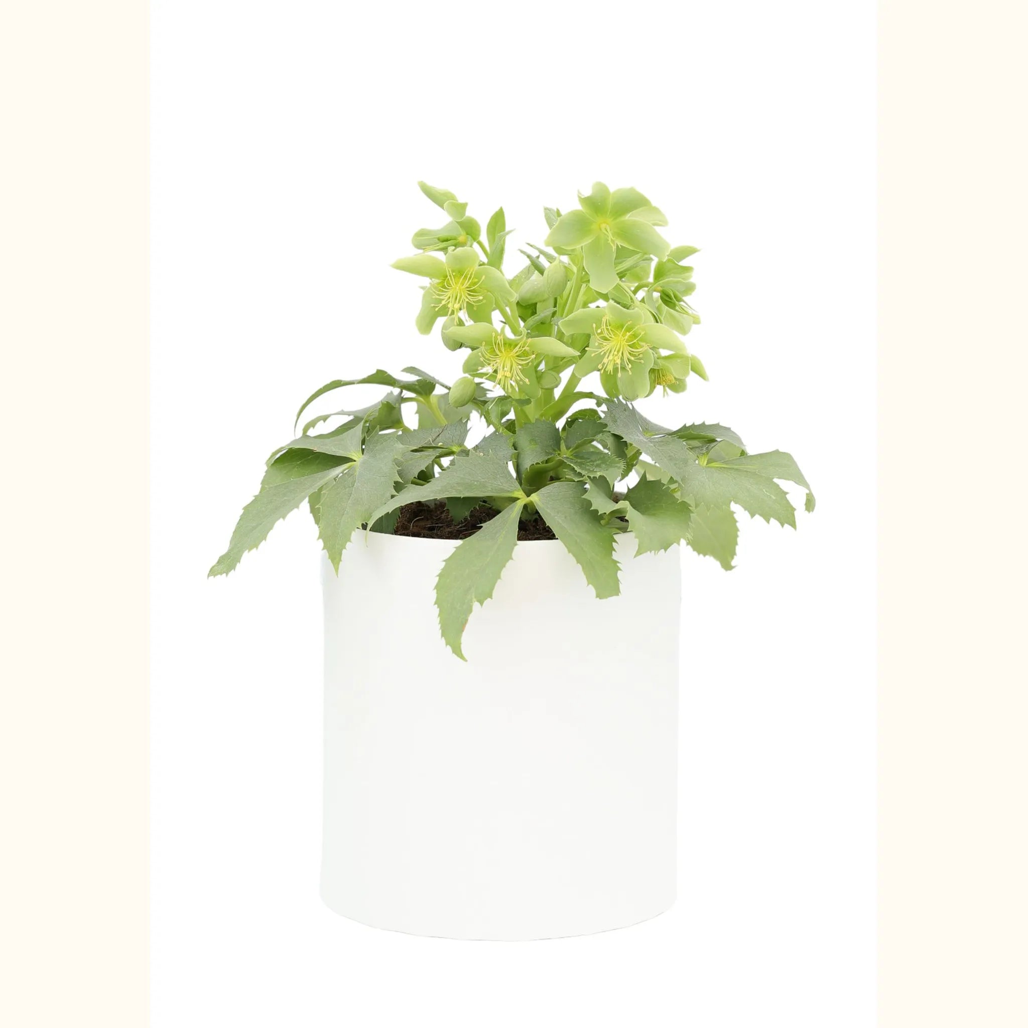 Hellebore argutifolius