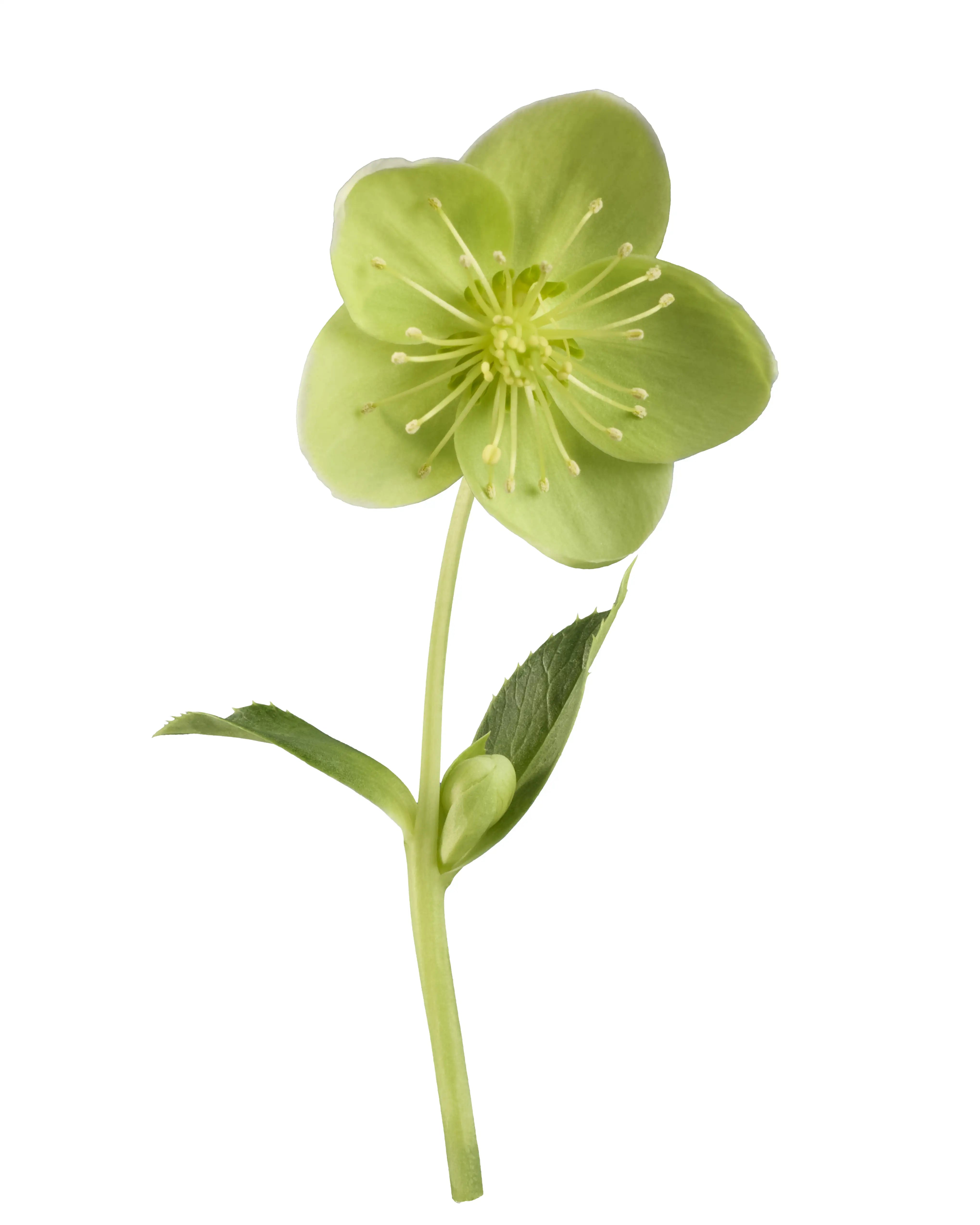 Helleborus argutifolius Green