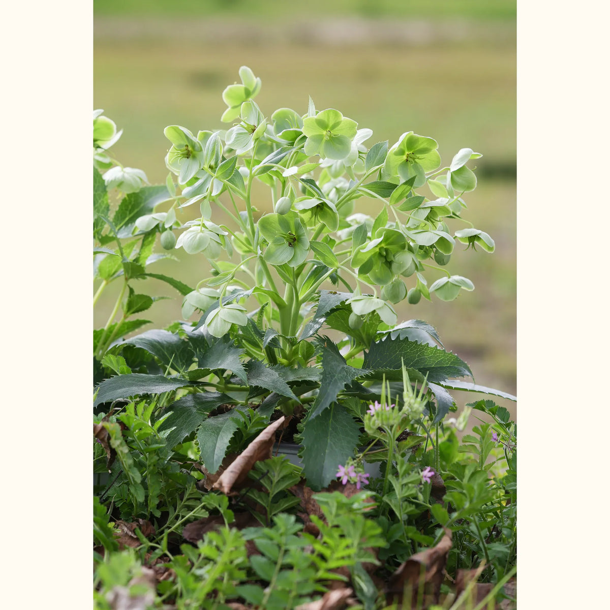 HELLE_100902_img_lstyle_01@aurelle.lphotographe_0247.jpg