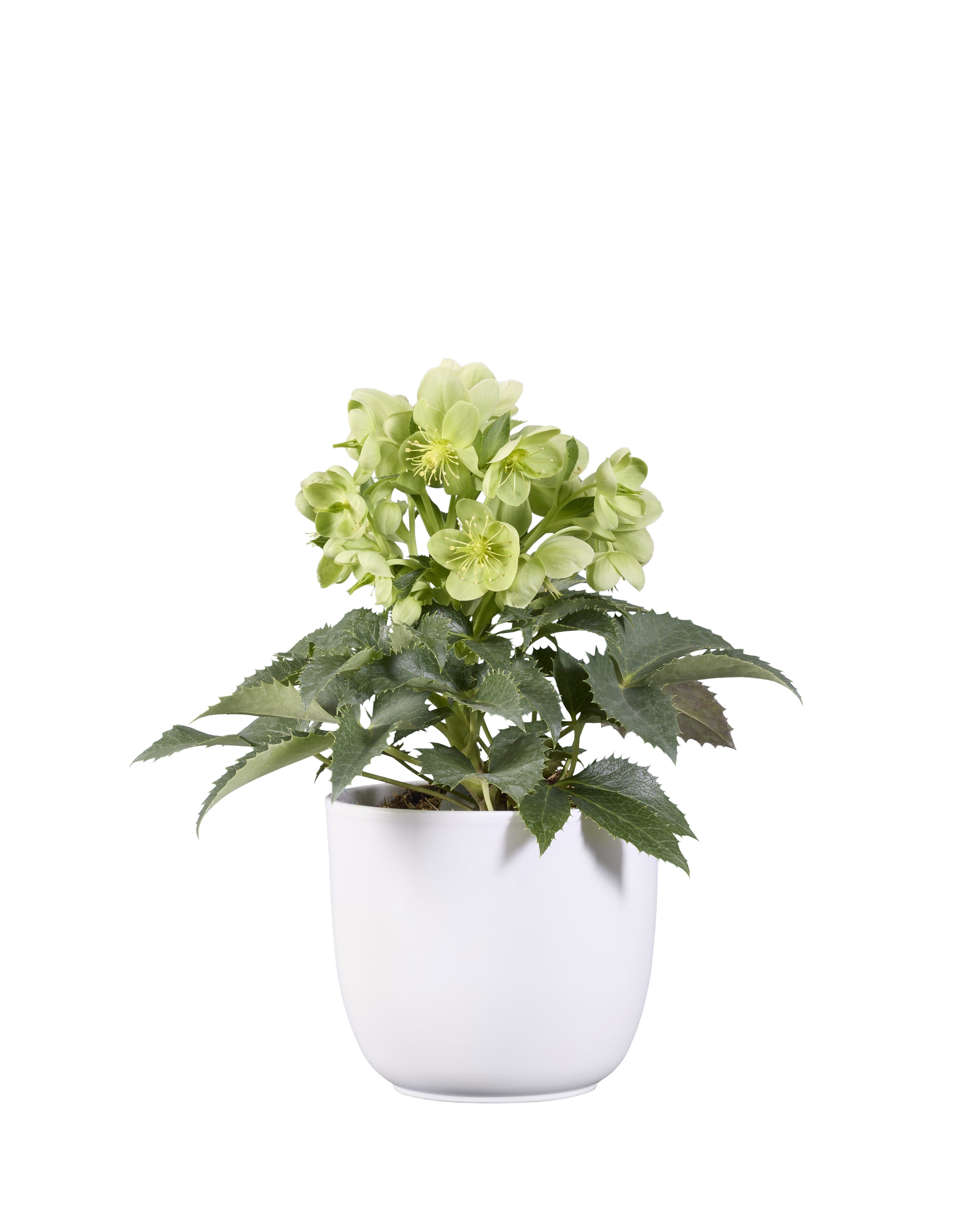 Helleborus argutifolius Green