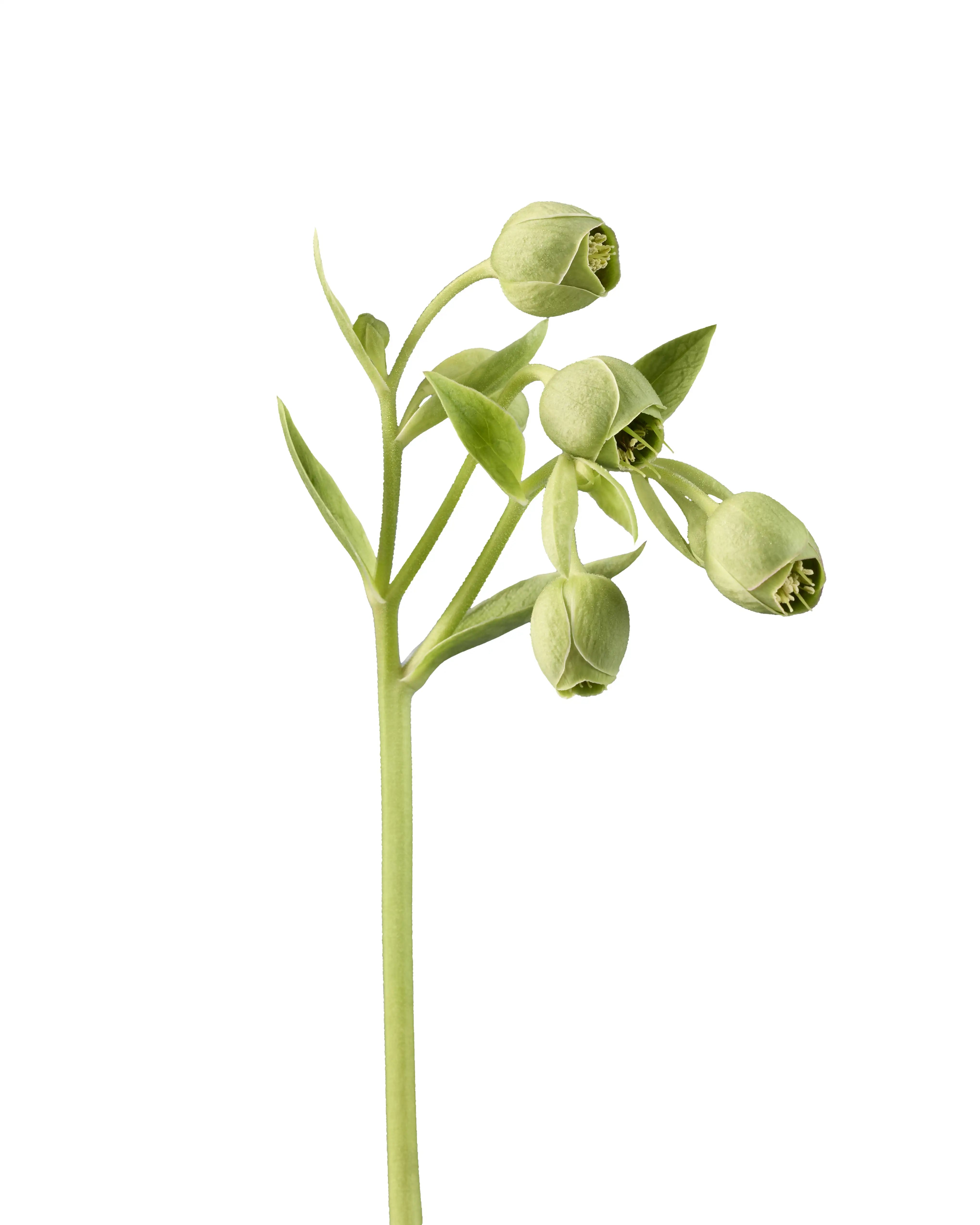 Helleborus foetidus Wester Flisk