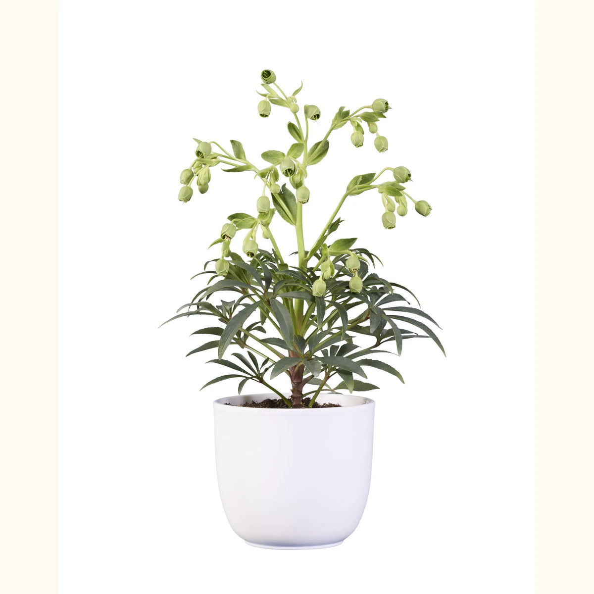 Helleborus foetidus Wester Flisk