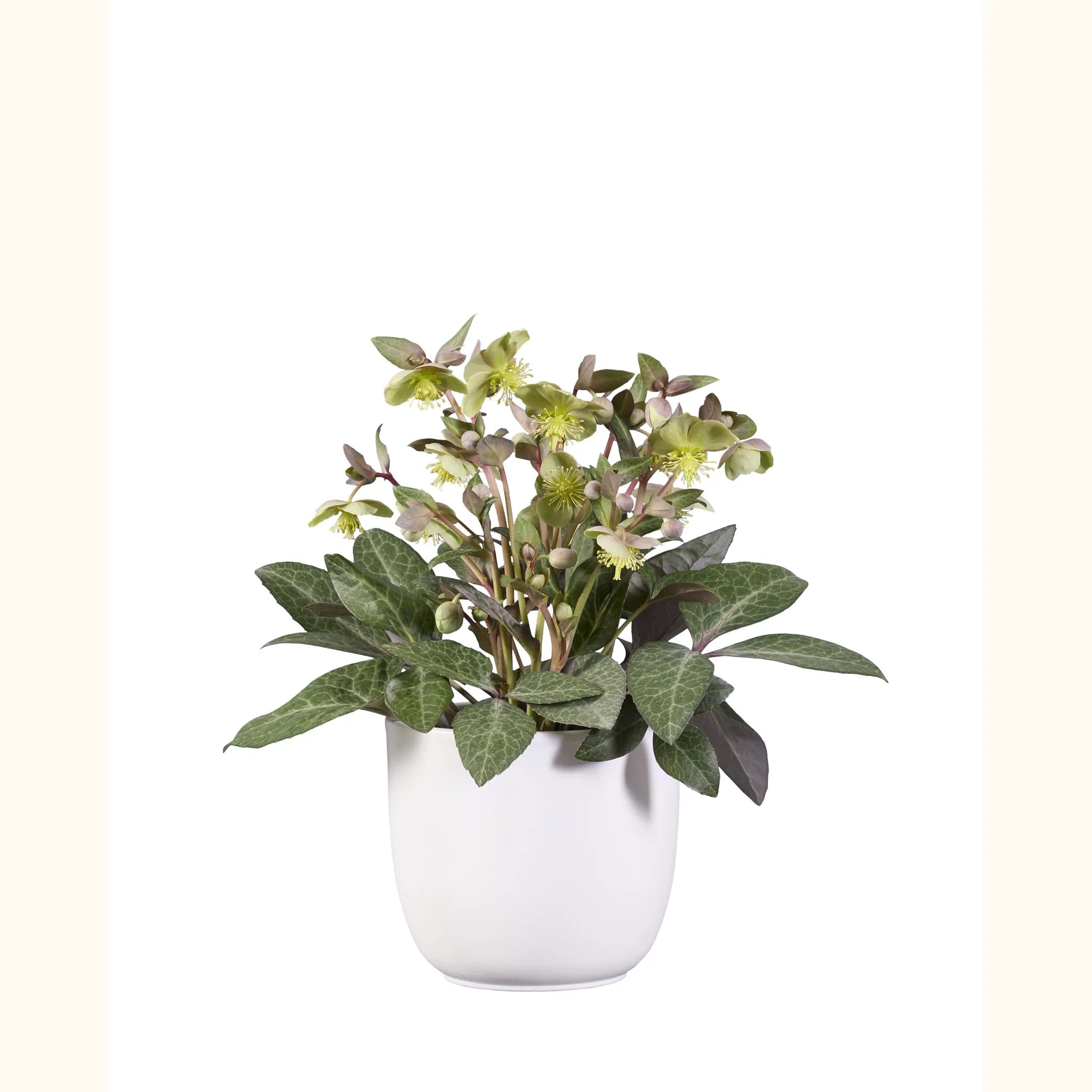 Helleborus lividus Purple Marble