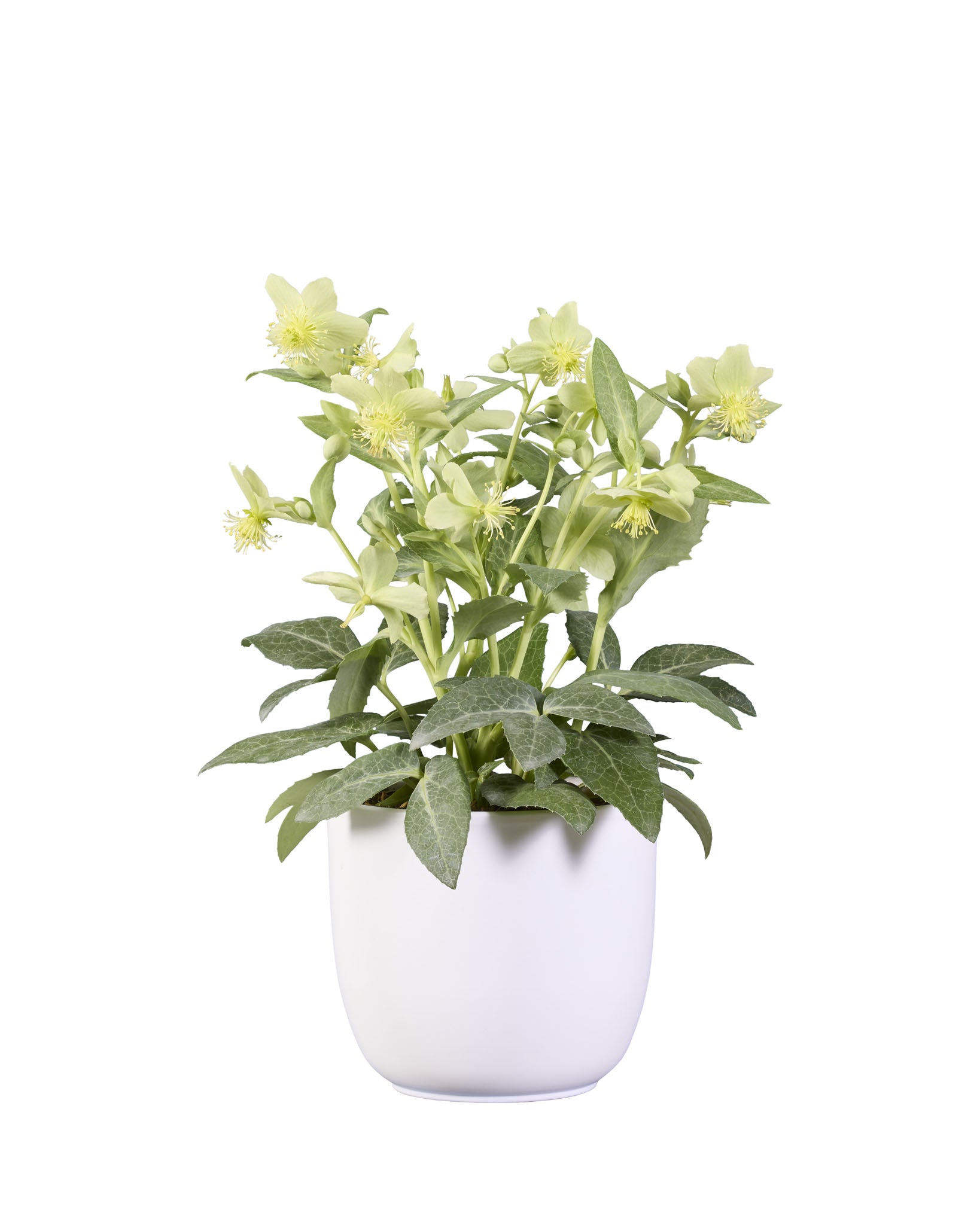 Helleborus lividus Green Marble