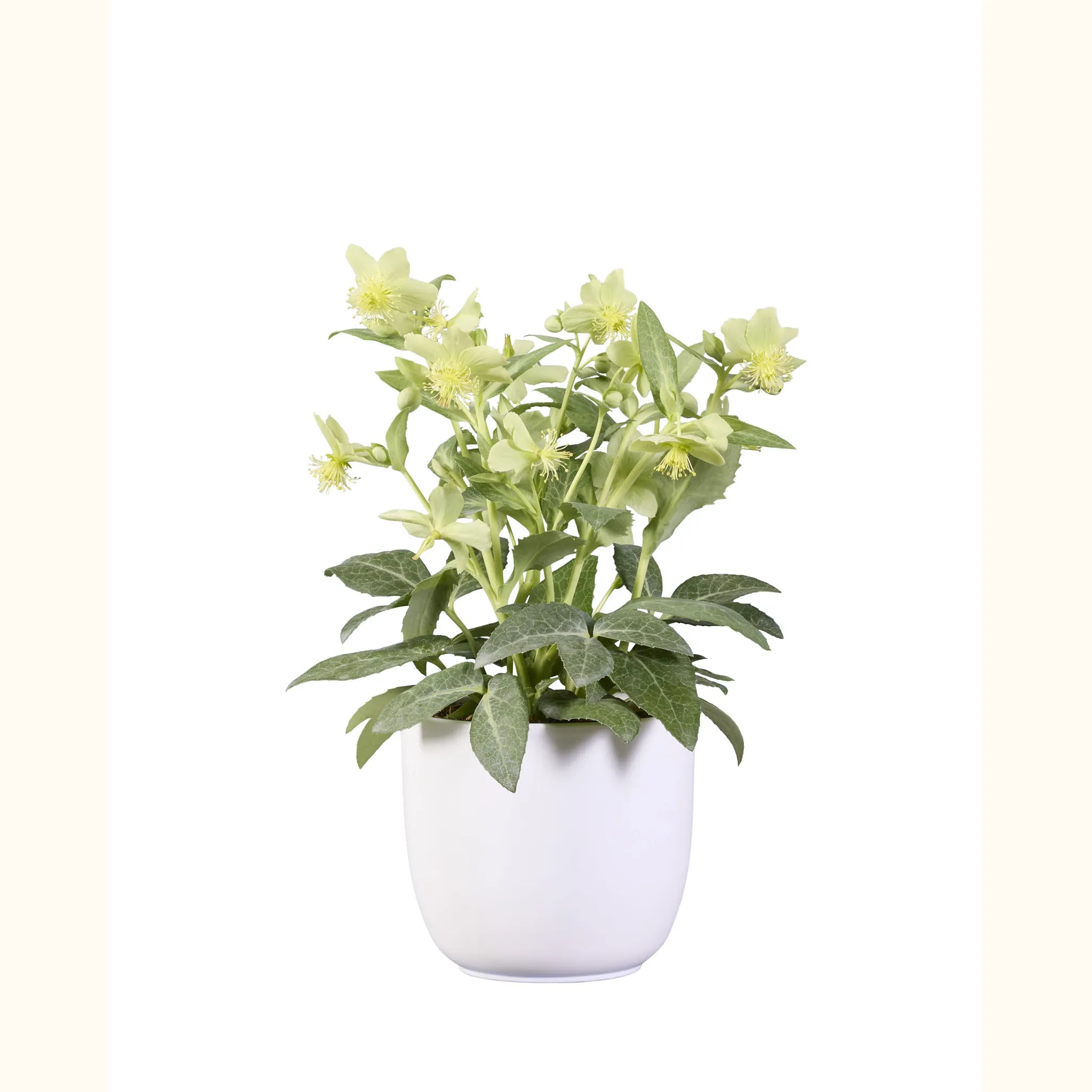 Helleborus lividus Green Marble
