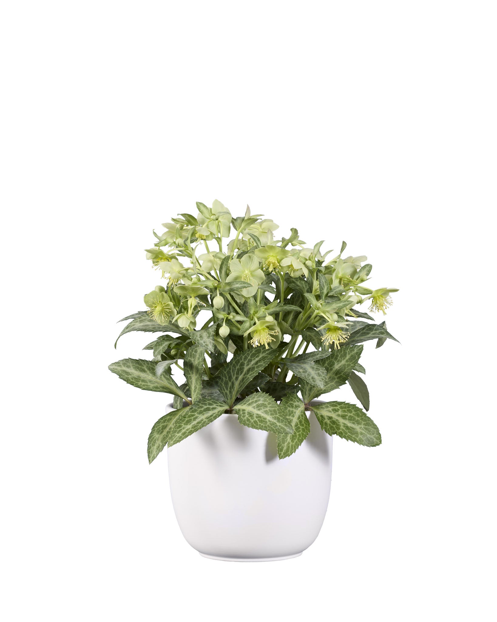 Helleborus lividus Lilac Marble