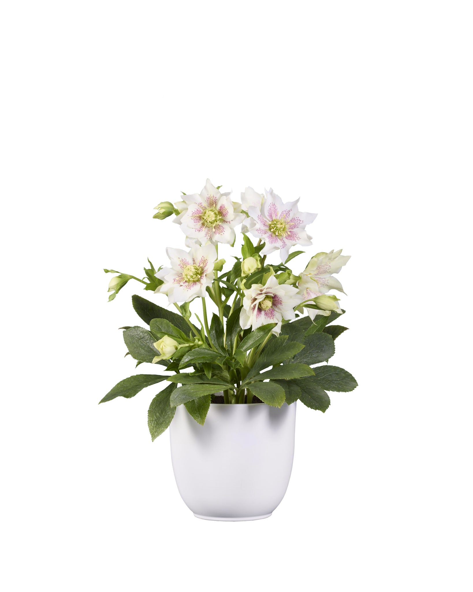 GRØØVE® Double White spotted