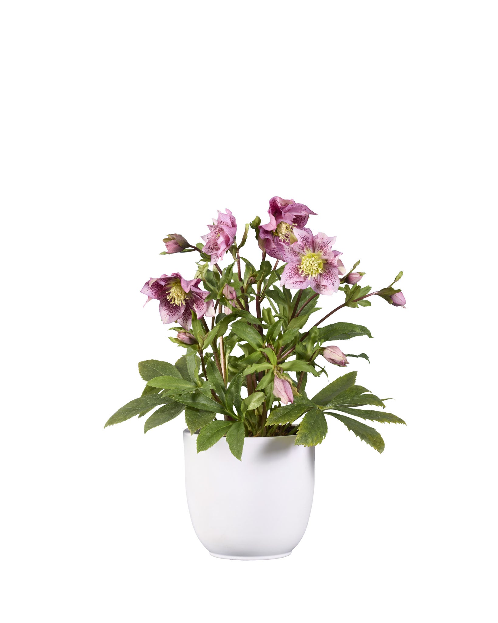 GRØØVE® Double Dark Pink