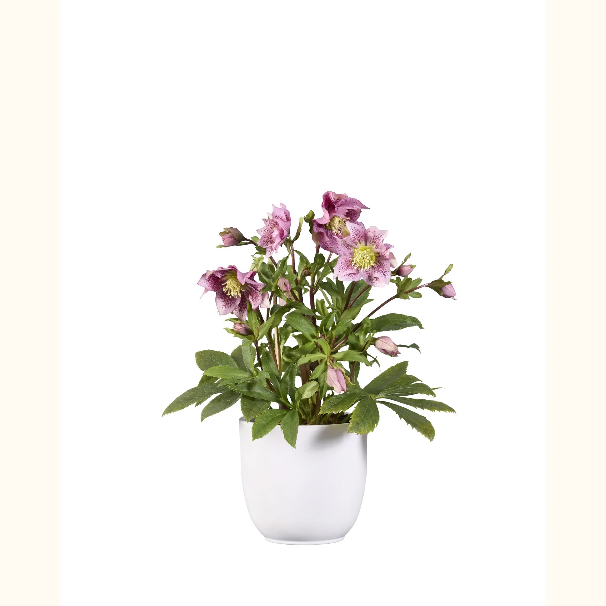 GRØØVE® Rose foncé Double