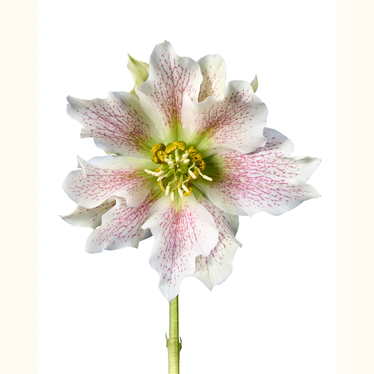 HELLE_orientalis_double-pale-pink_img_pshot_01.tif