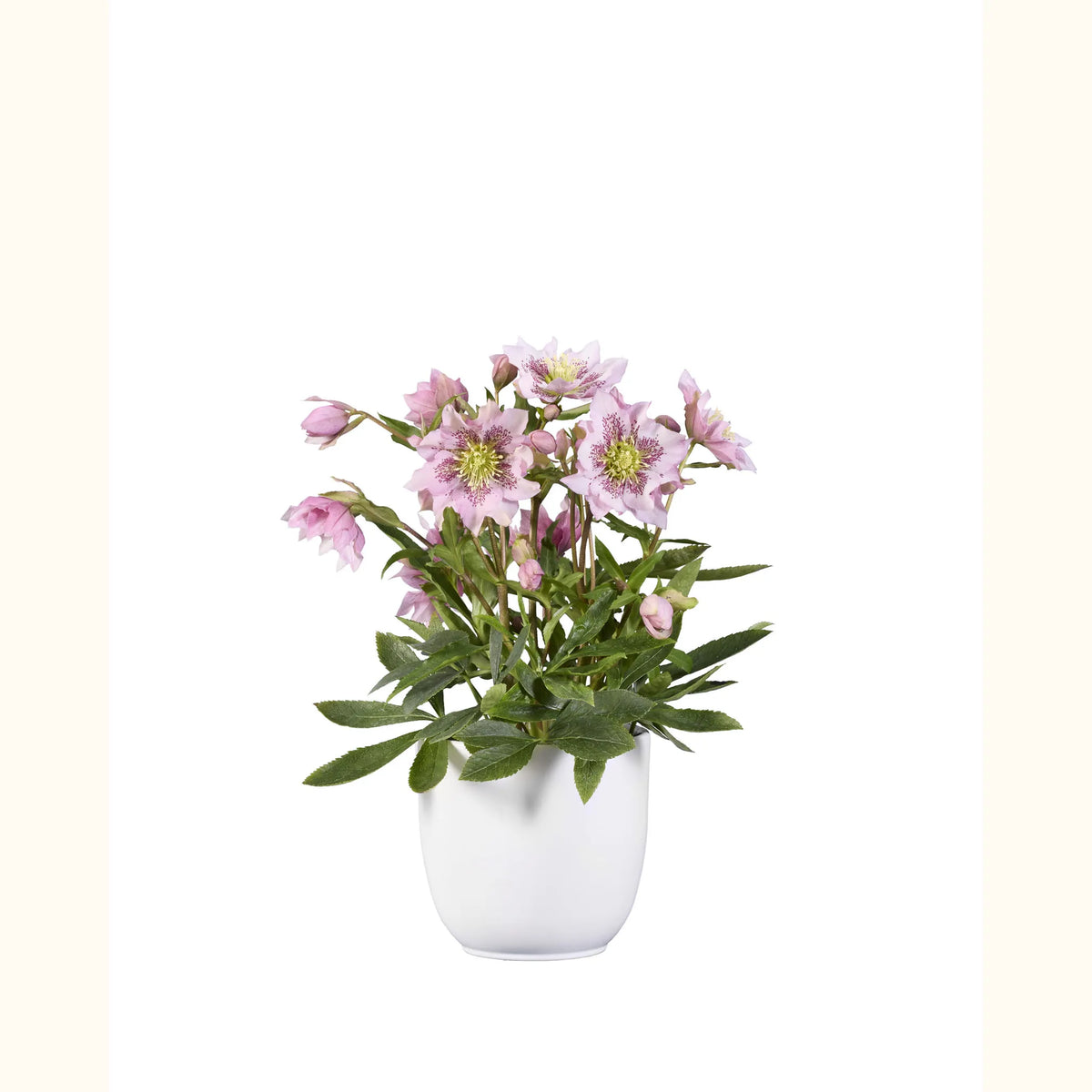 GRØØVE® Rose Double spotted