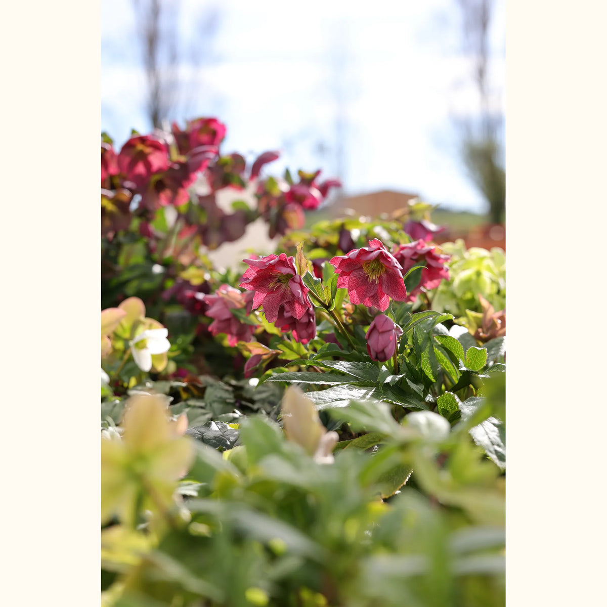 HELLE_100952_img_outd_01@aurelle.lphotographe_0189.jpg