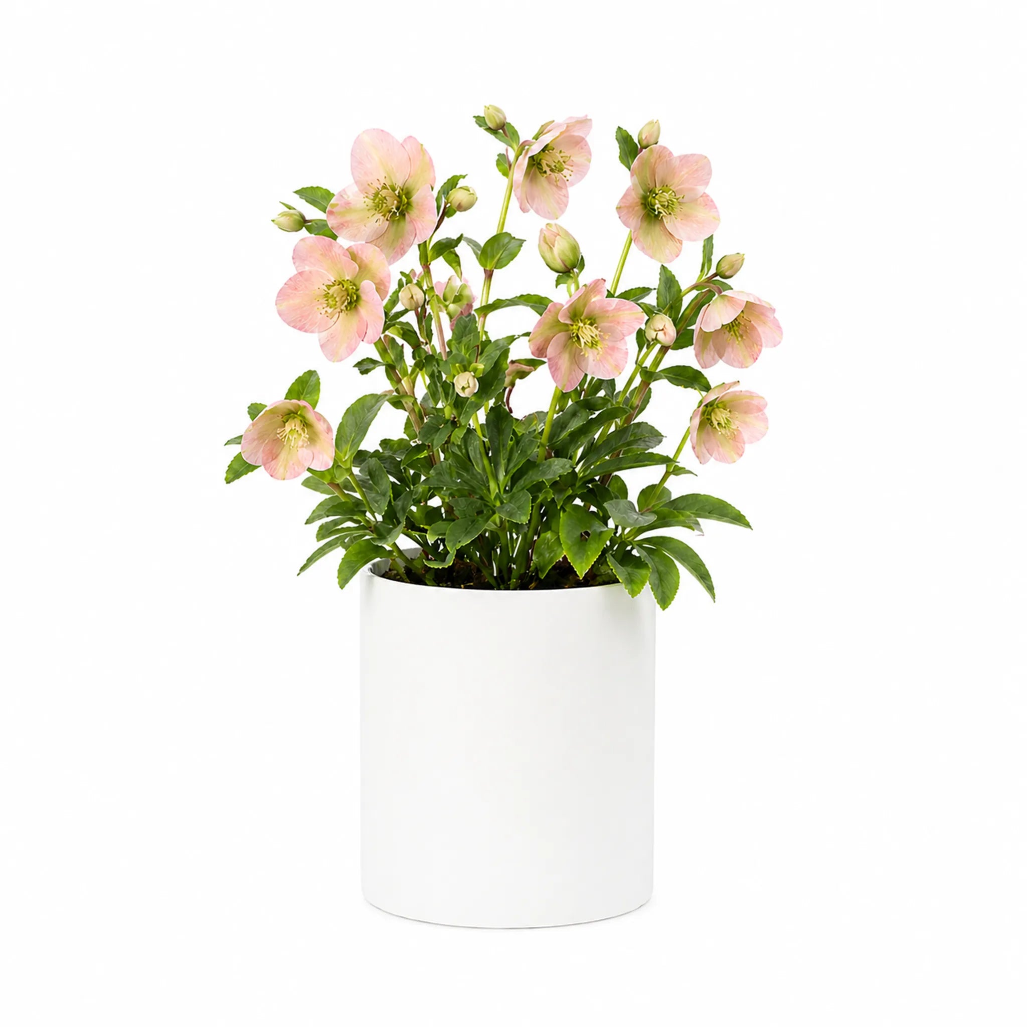 GRØØVE® Rose