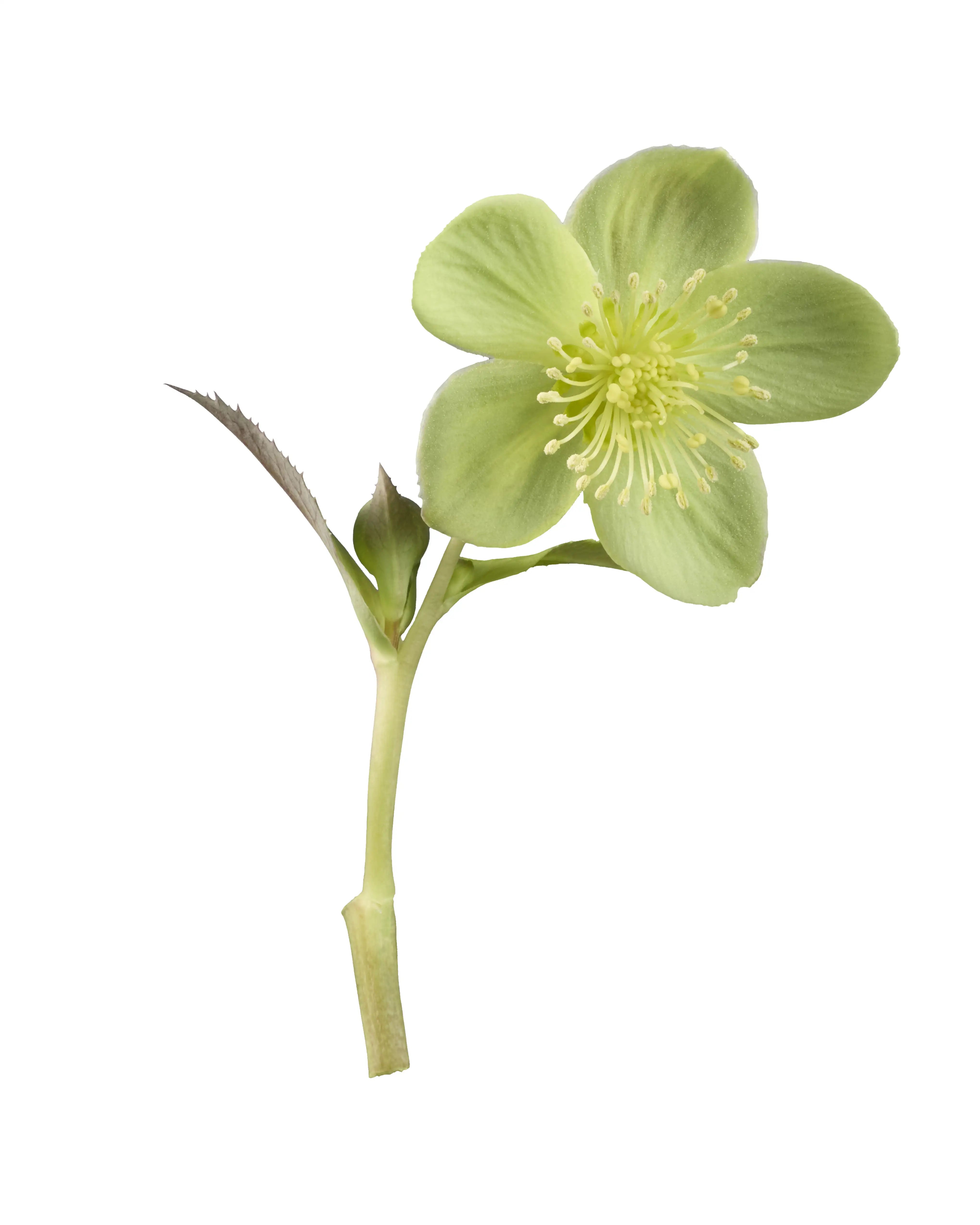 Helleborus sternii Silver Dollar