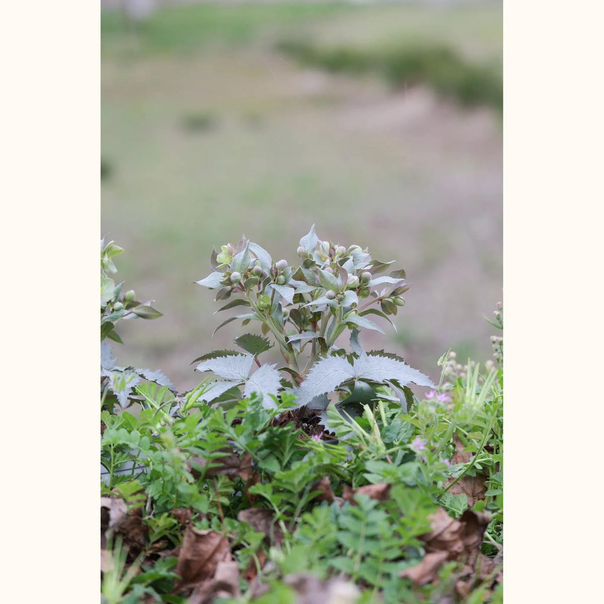 HELLE_100958_img_lstyle_01@aurelle.lphotographe_9915.jpg