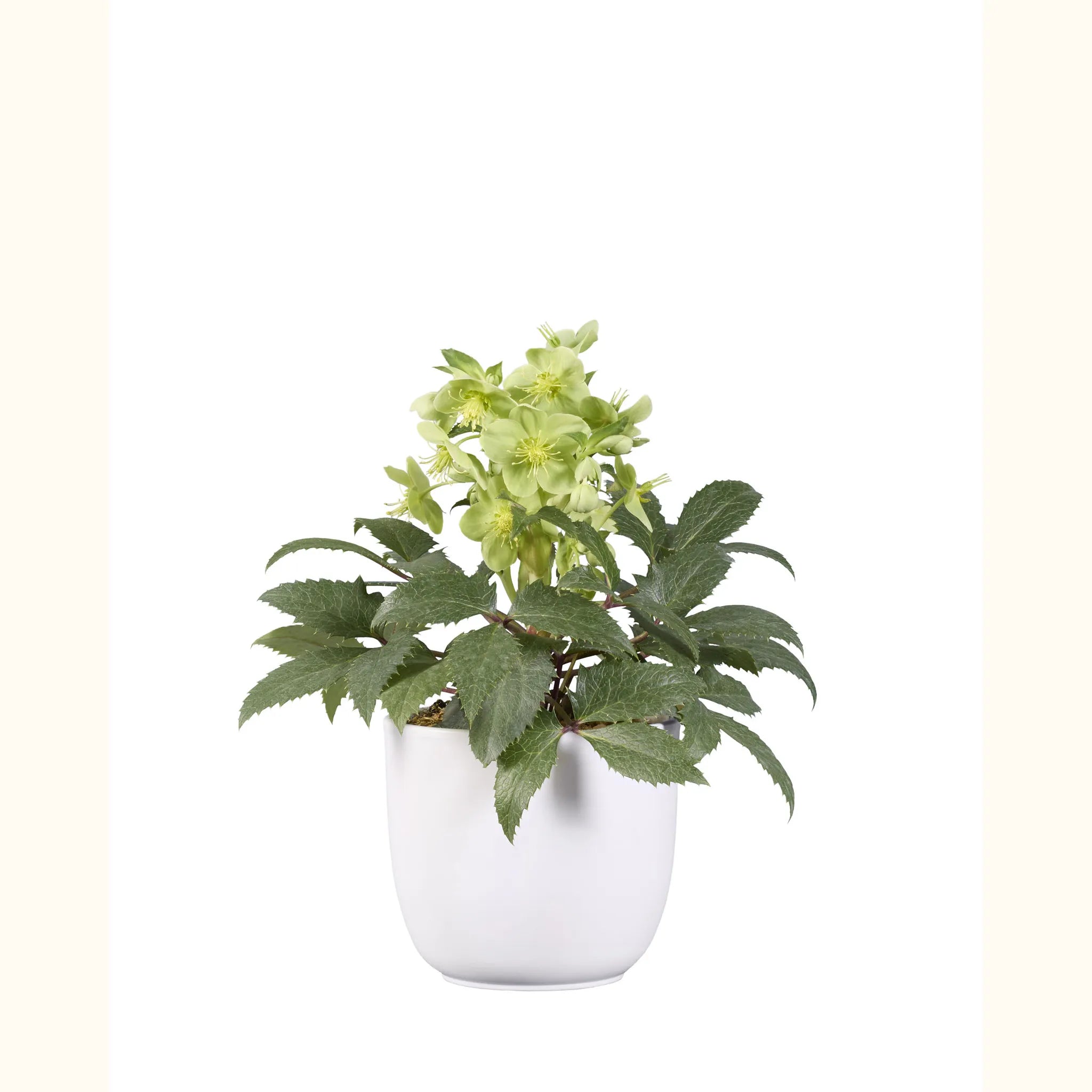 Helleborus x sternii Verde