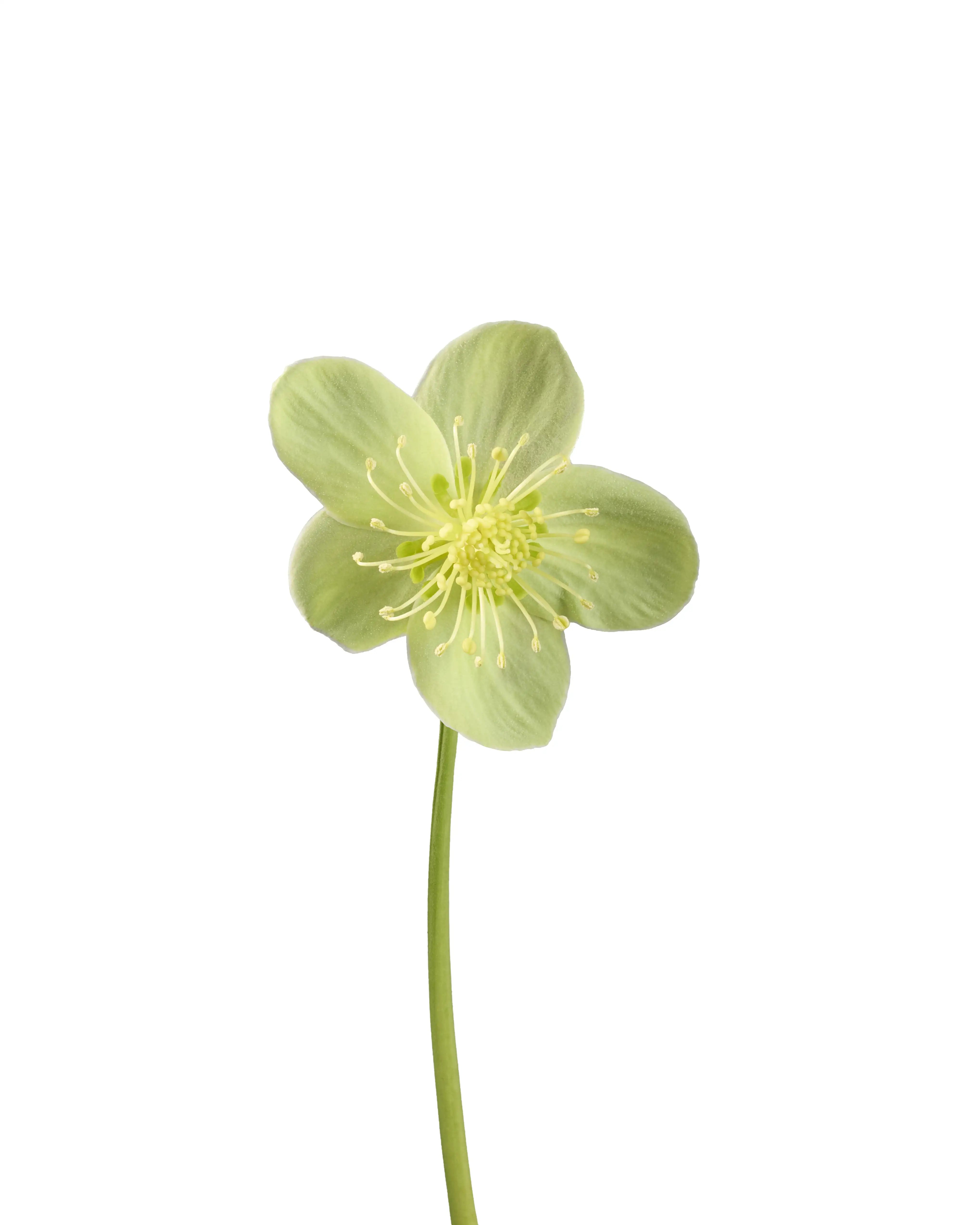 Helleborus sternii Silver Star