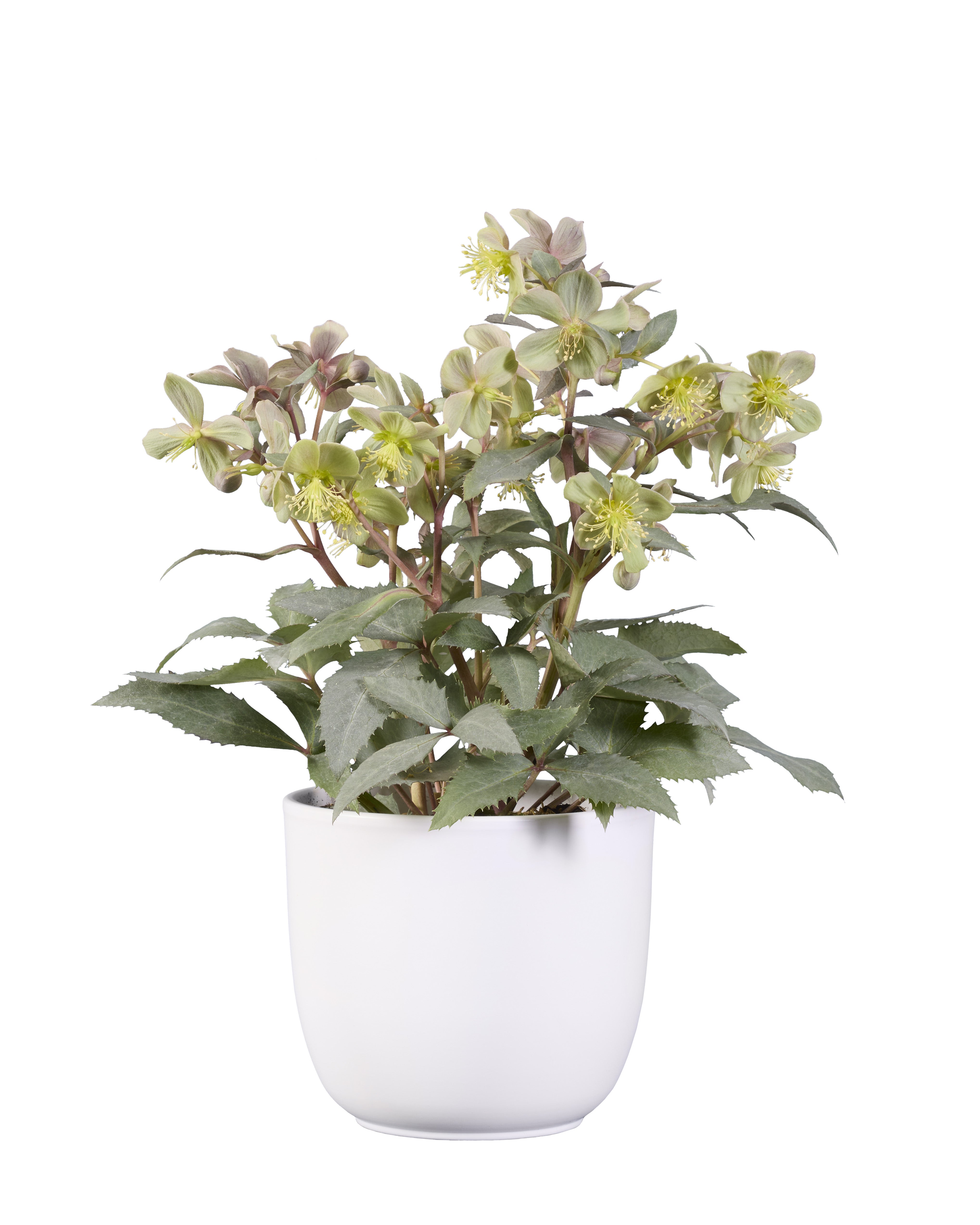 Helleborus sternii Silver Star